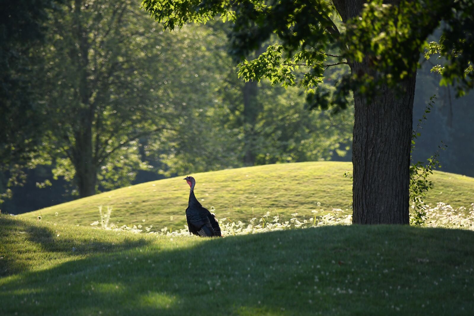 Nikon D7500 sample photo. Turkey, summer, nature photography