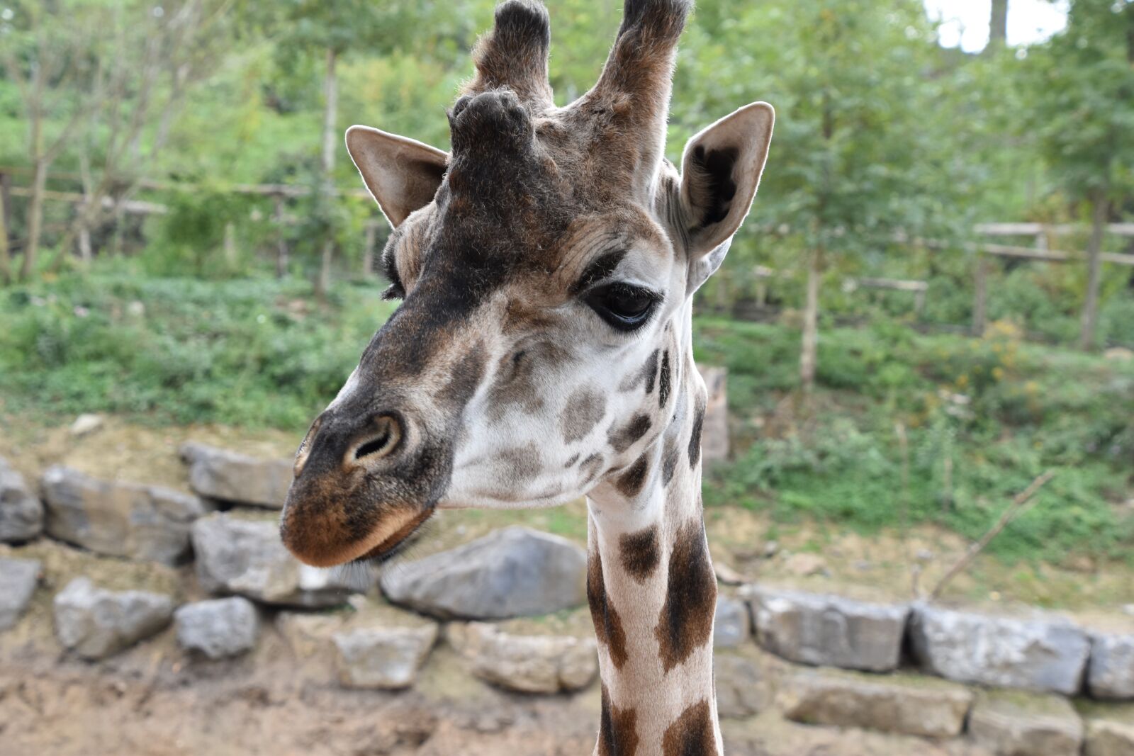 Nikon D5600 sample photo. Giraffe, nature, animal photography