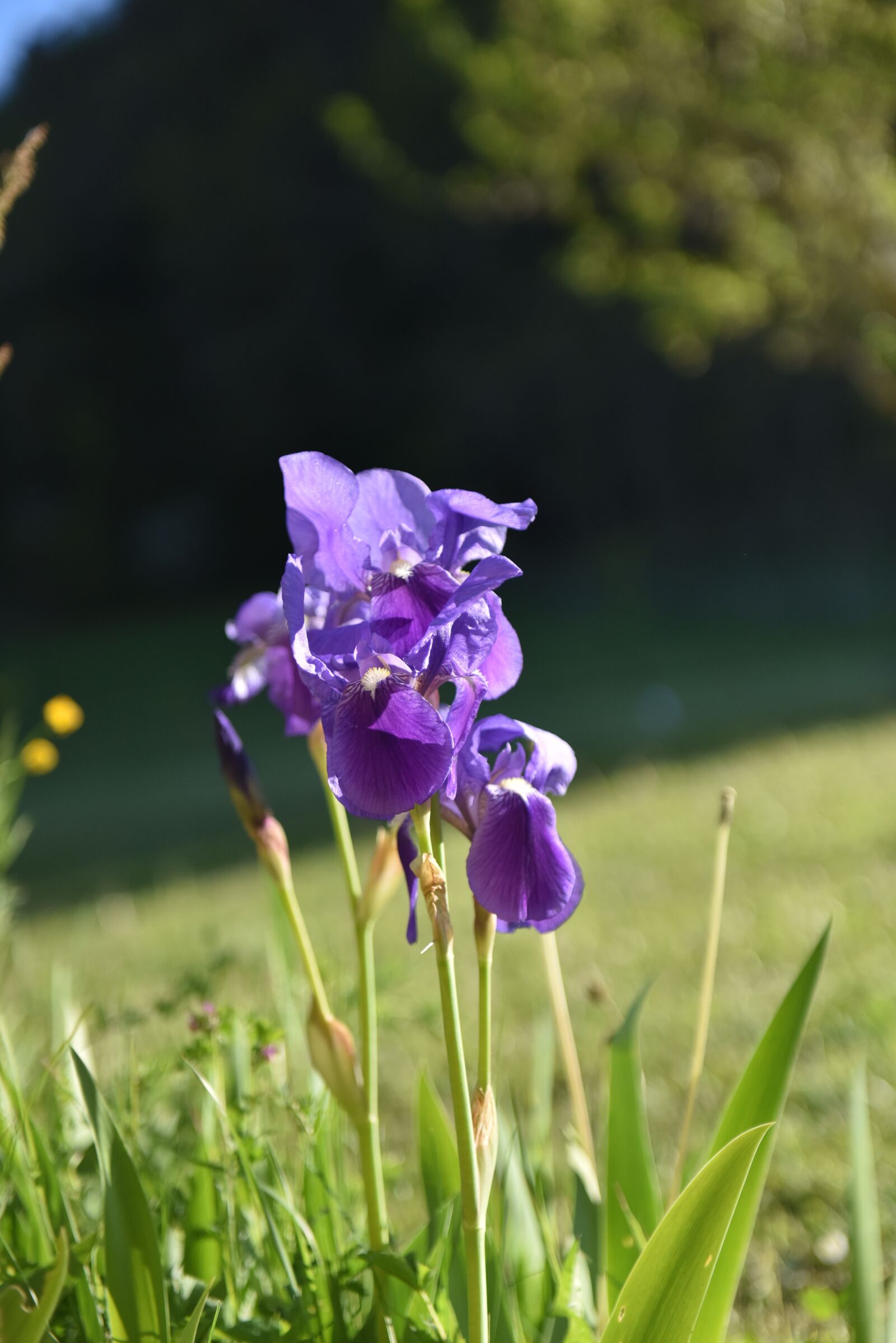 Nikon D810 sample photo. Flower, violet, iris photography
