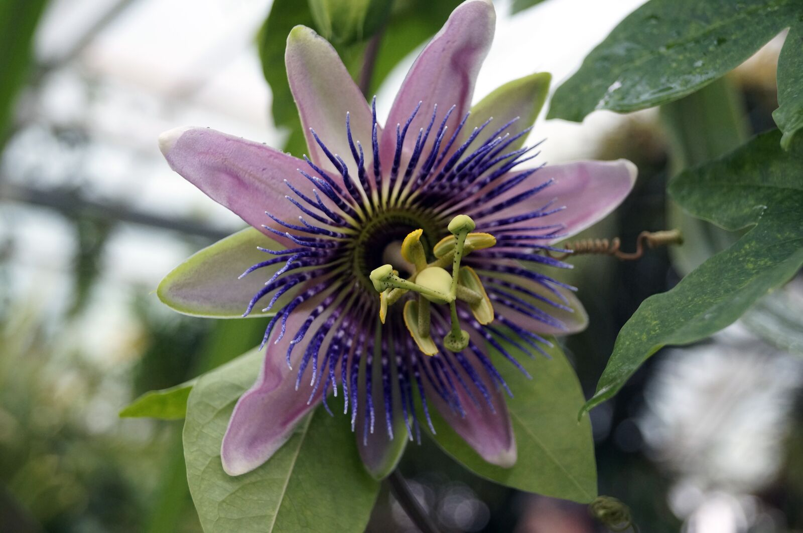 Sony SLT-A37 sample photo. Flower, botanic garden photography