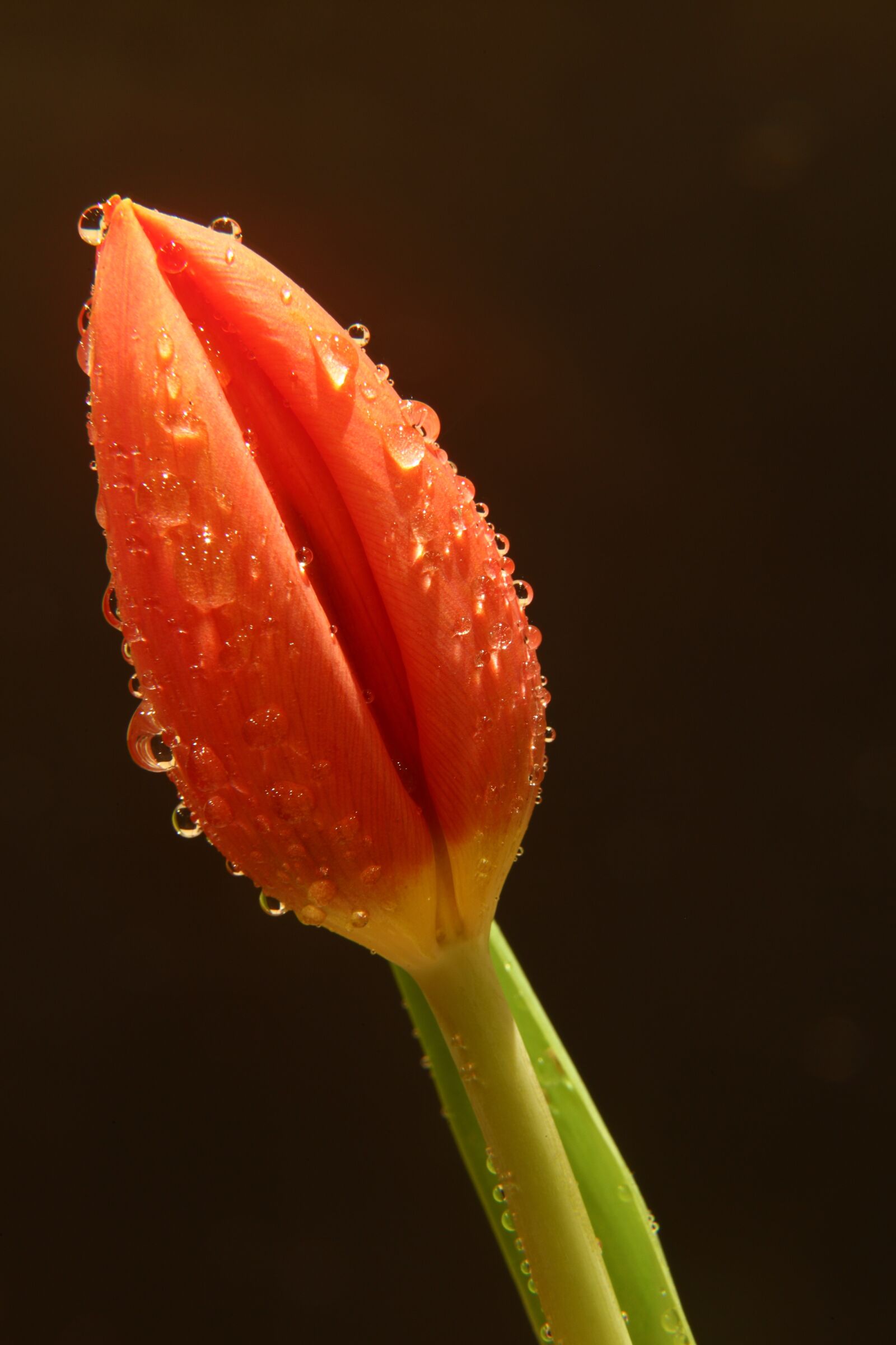 Canon EOS 5D Mark II sample photo. Tulip, flowers, spring photography