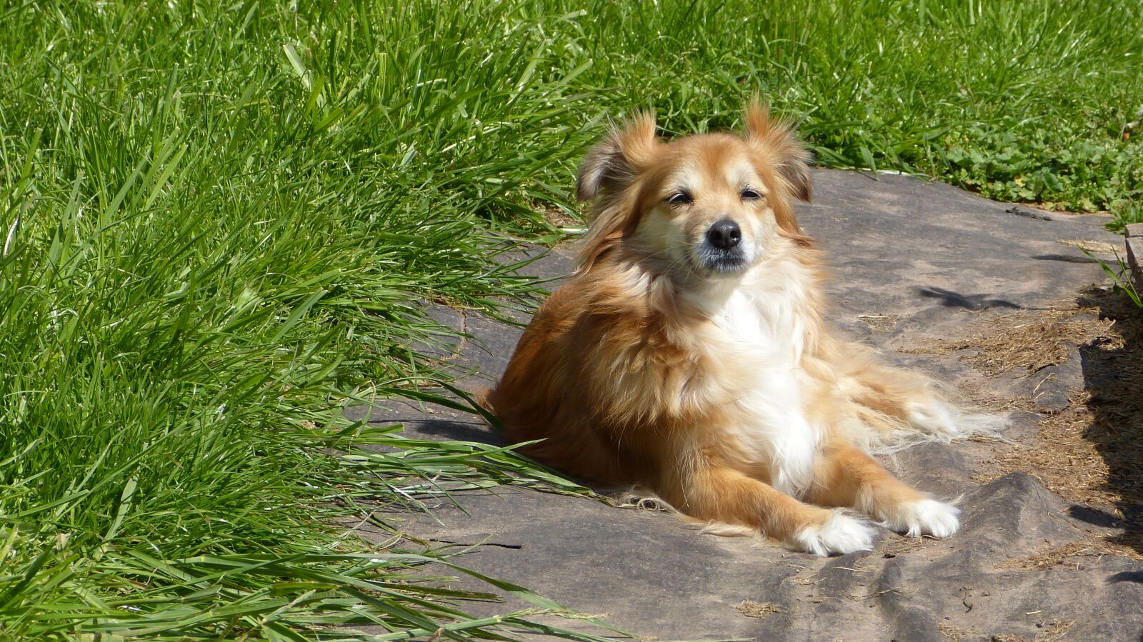 Panasonic Lumix DMC-FZ150 sample photo. Dog, animal, garden photography
