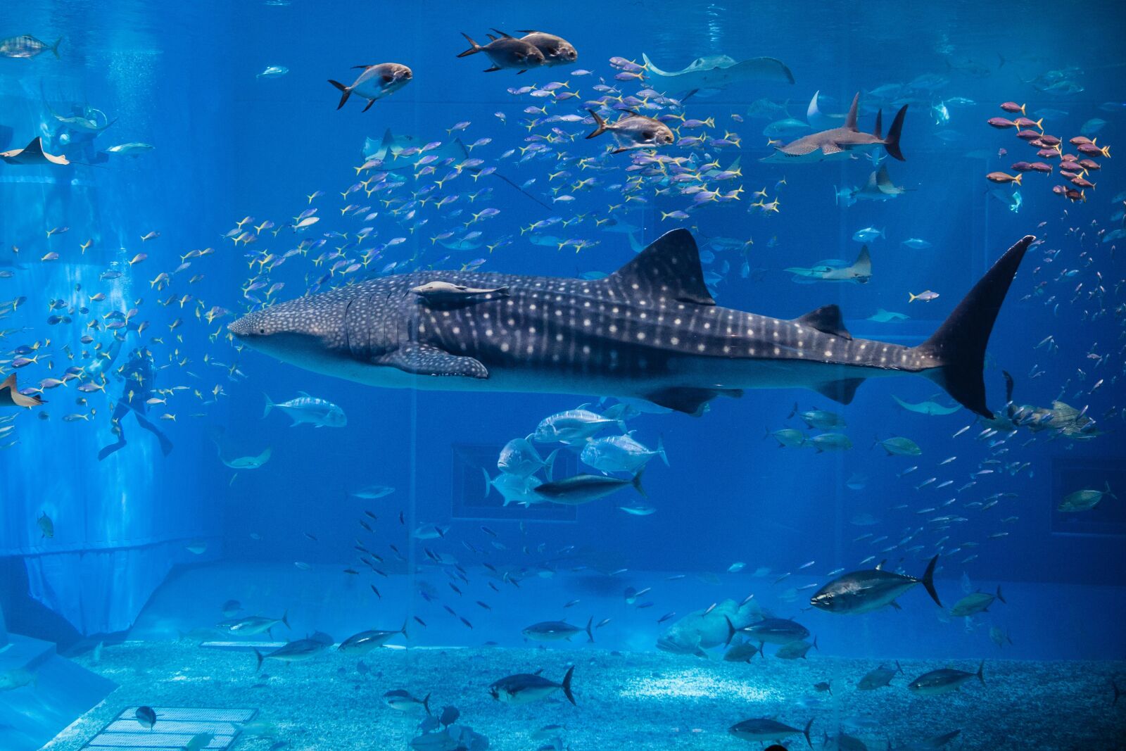 Canon EF 24-70mm F2.8L USM sample photo. Whale, aquarium, fish photography