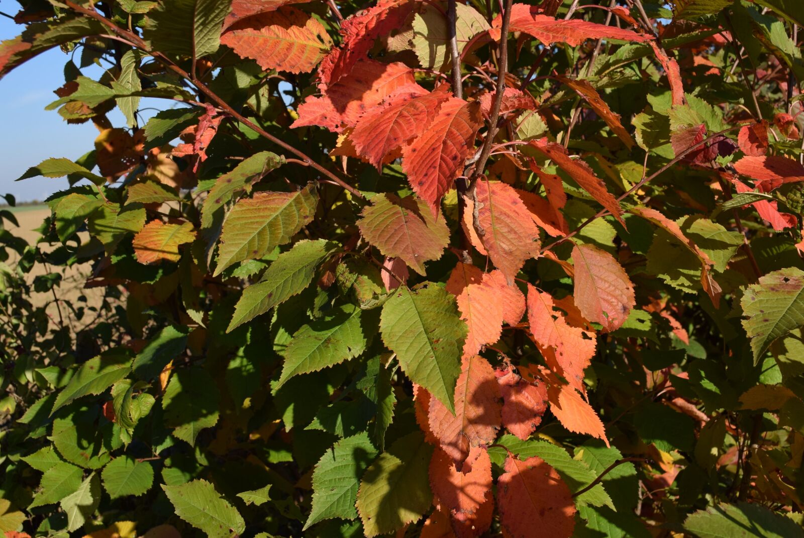 Nikon D5300 sample photo. Autumn, leaves, nature photography