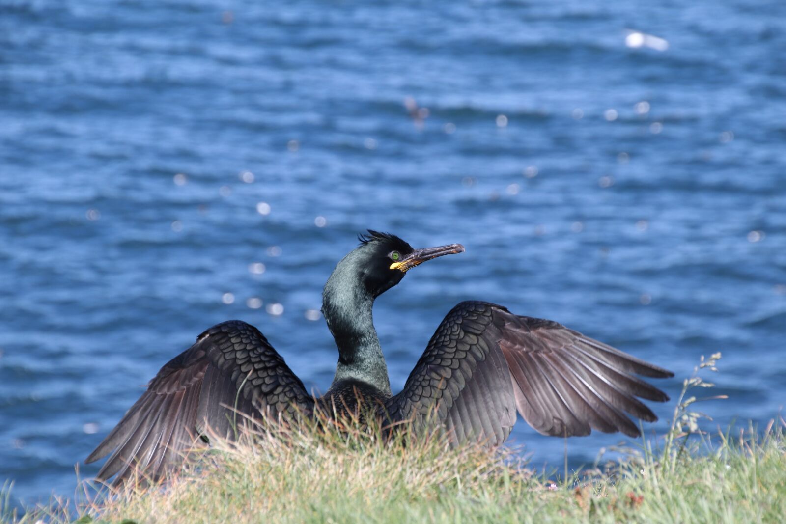Canon EOS M50 (EOS Kiss M) sample photo. Nature, shag, bird photography