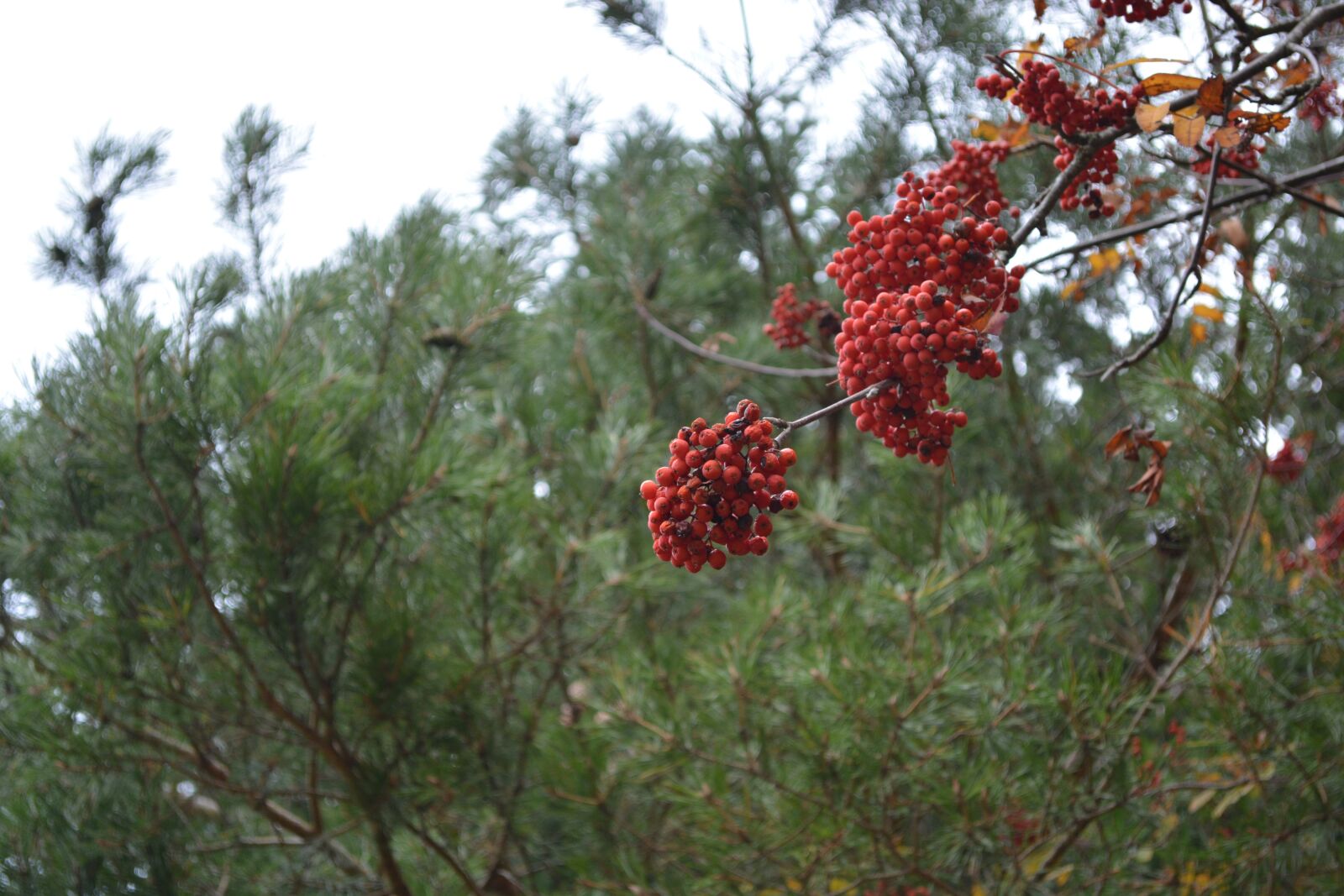Nikon D5200 sample photo. Berries, mountain ash, nature photography