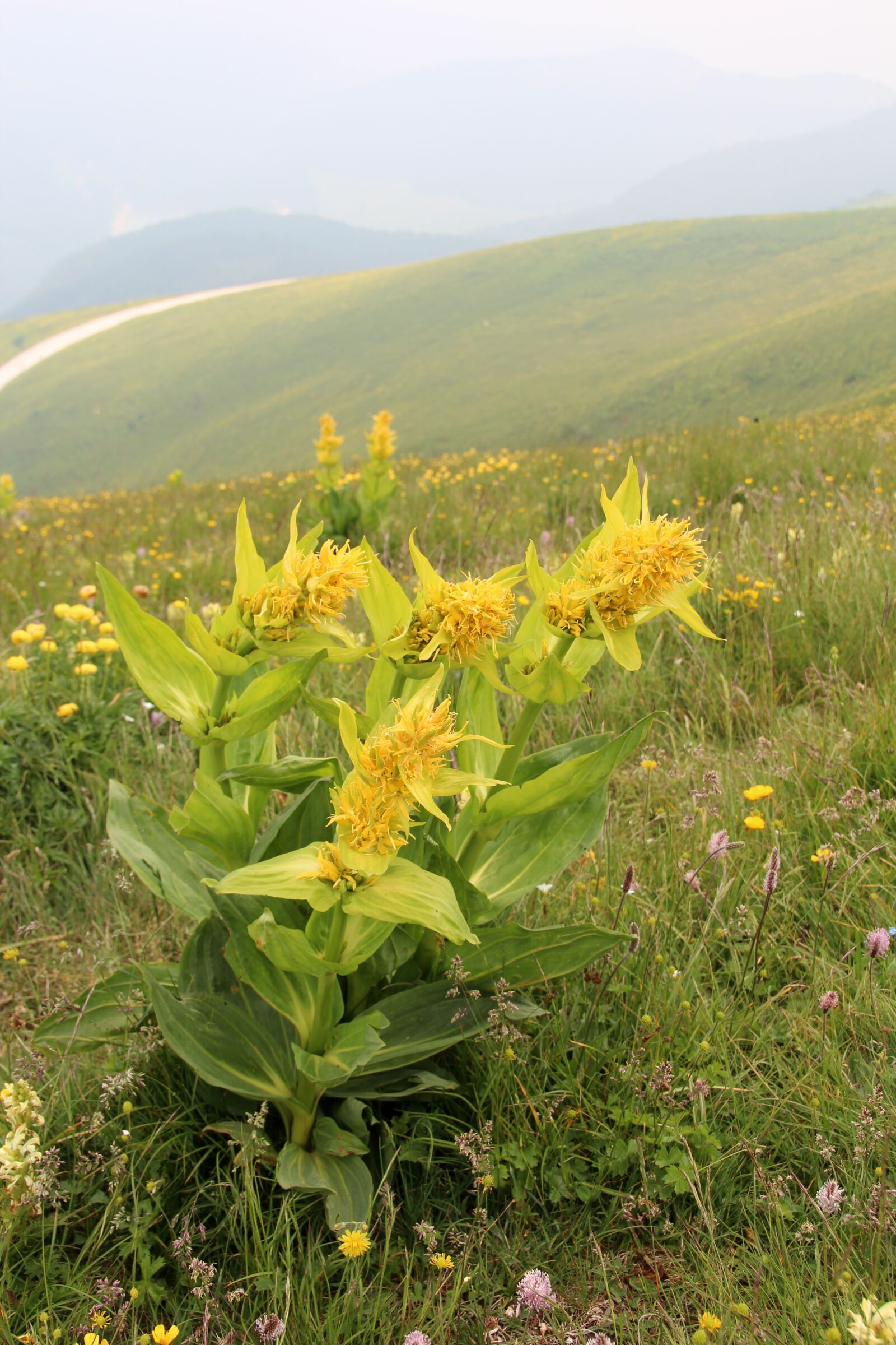Canon EOS 600D (Rebel EOS T3i / EOS Kiss X5) sample photo. Mountain, italy, plant photography