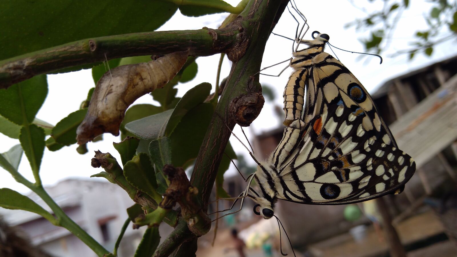 Lenovo K6 NOTE sample photo. Enjoying butterflys, really beautiful photography