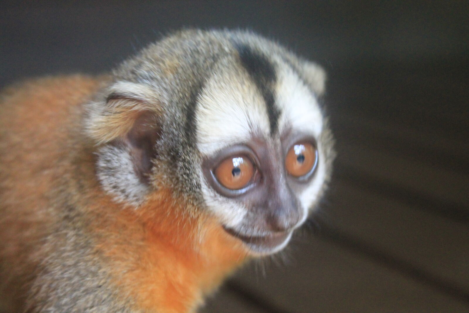 Canon EOS 1100D (EOS Rebel T3 / EOS Kiss X50) sample photo. Amazon, curious, little, monkey photography