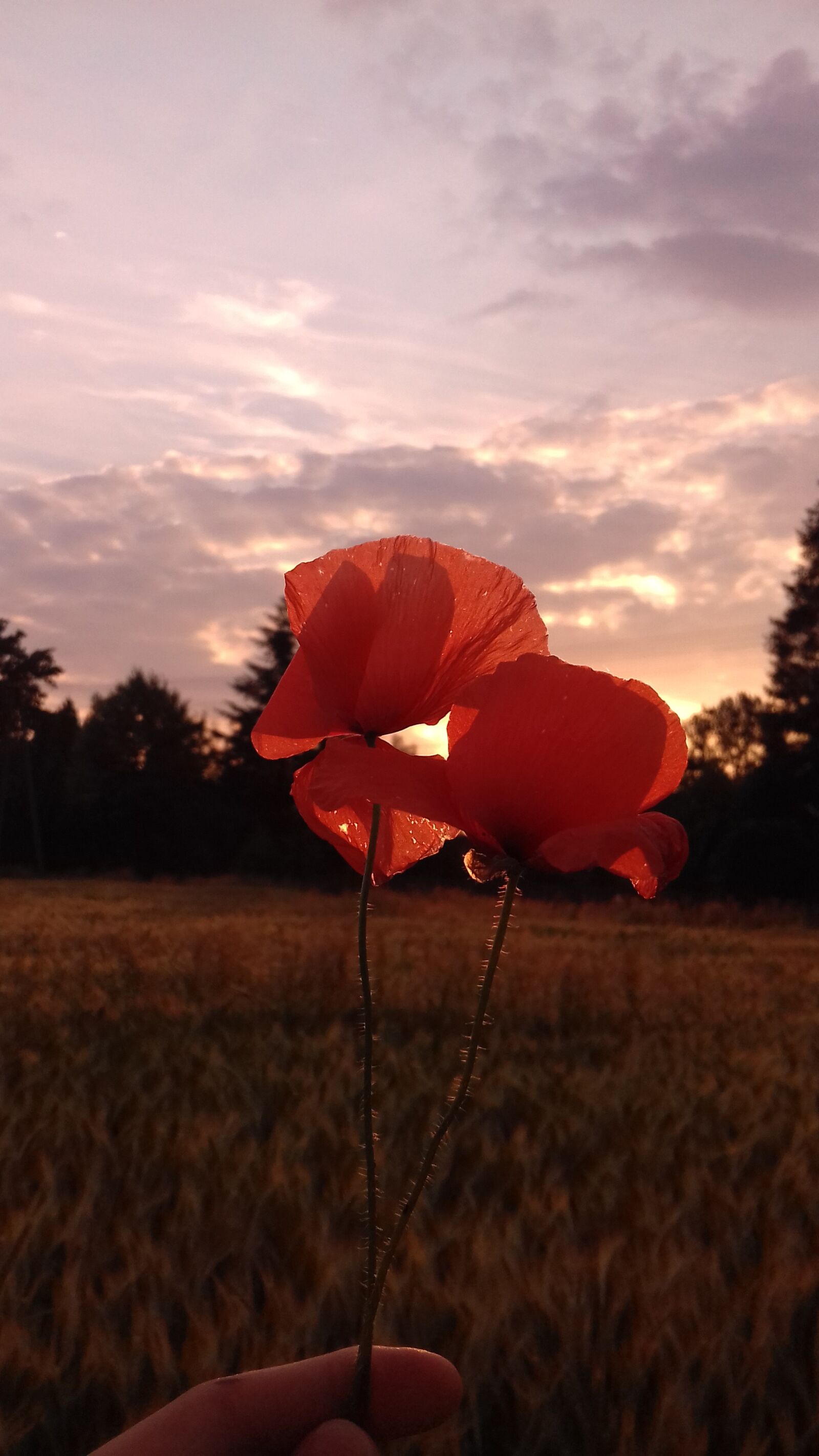 Samsung Galaxy J3(2016) sample photo. Flower, flowers, poppy photography