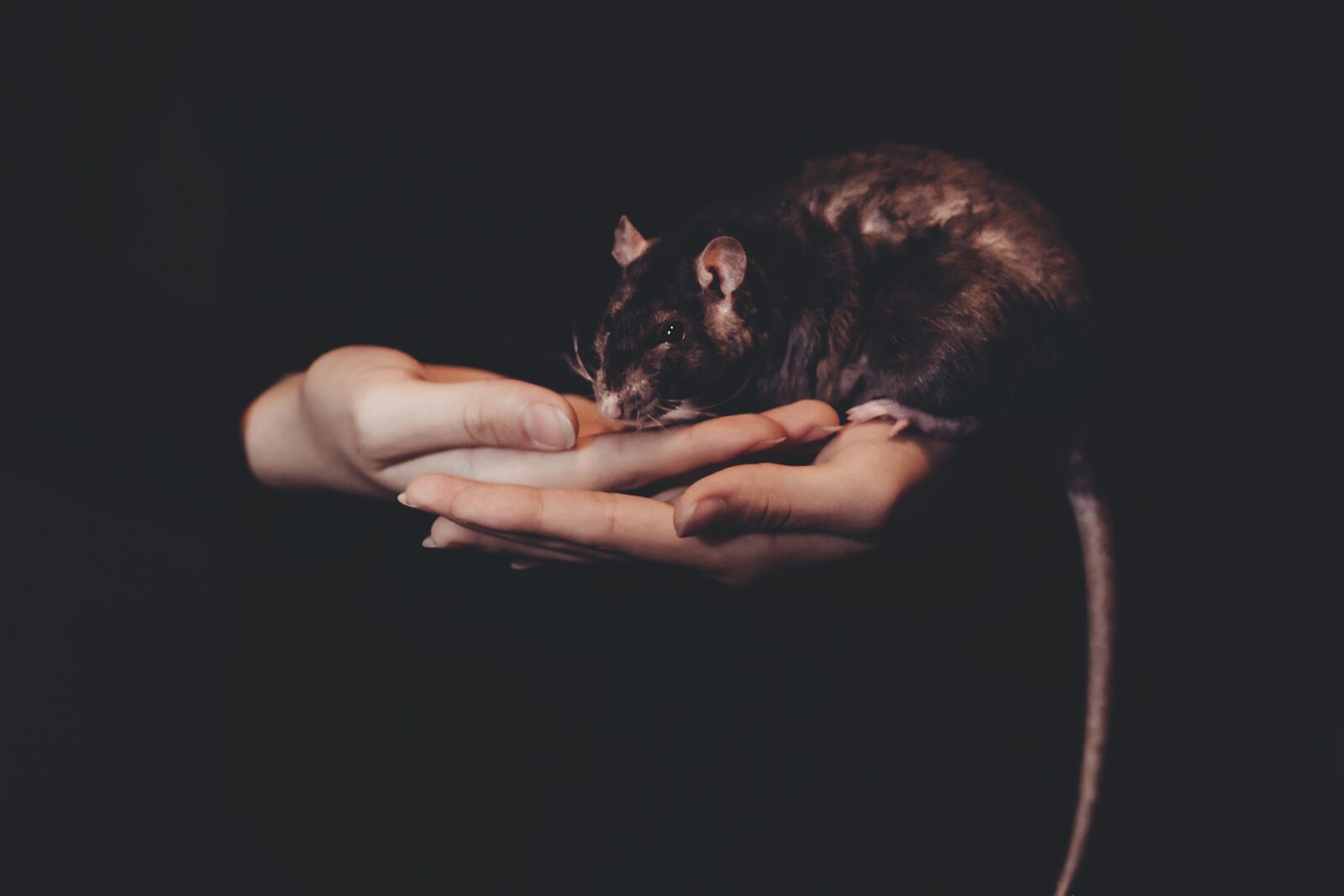 Canon EF 85mm F1.8 USM sample photo. Animals, adult, black photography