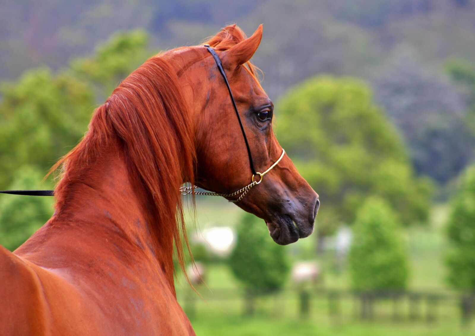 Canon EOS 40D sample photo. Arabian, arabian horses, horses photography