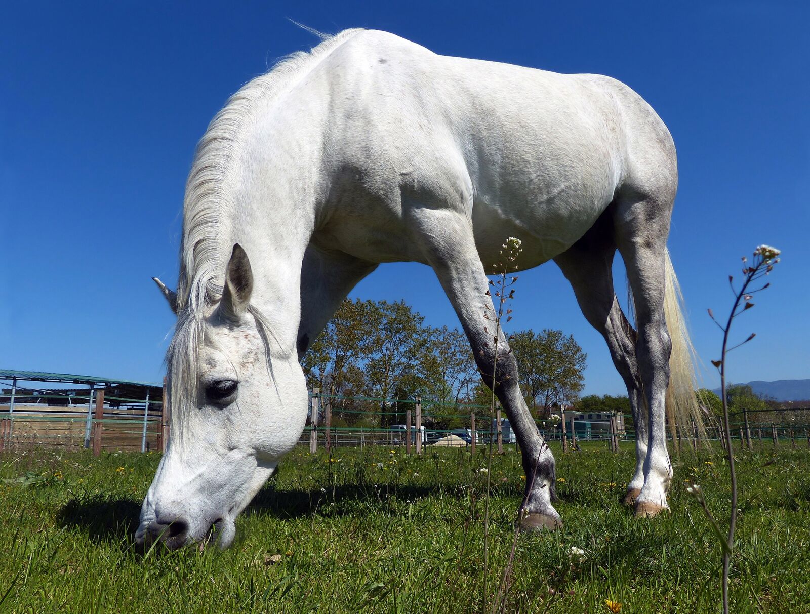Panasonic Lumix DMC-FZ200 sample photo. Thoroughbred, arabic, white photography