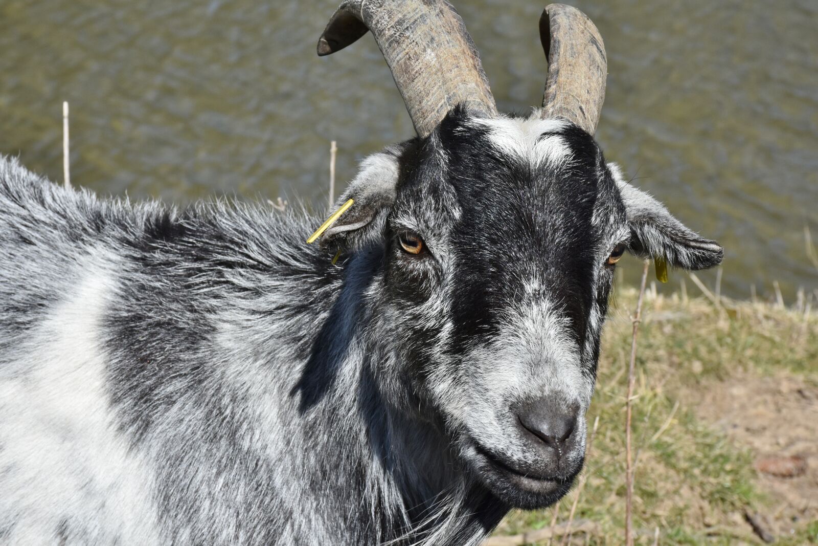 Nikon D7200 sample photo. Goat, bock, horns photography