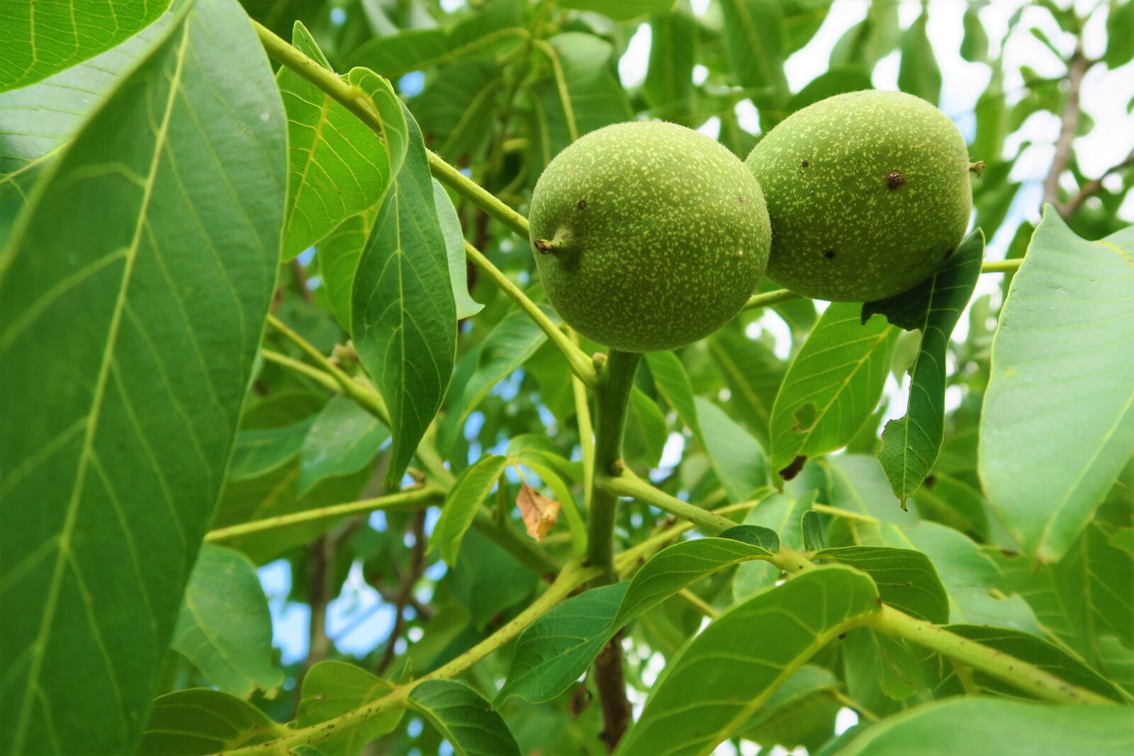Canon PowerShot G7 X sample photo. Walnut, fruit, nature photography