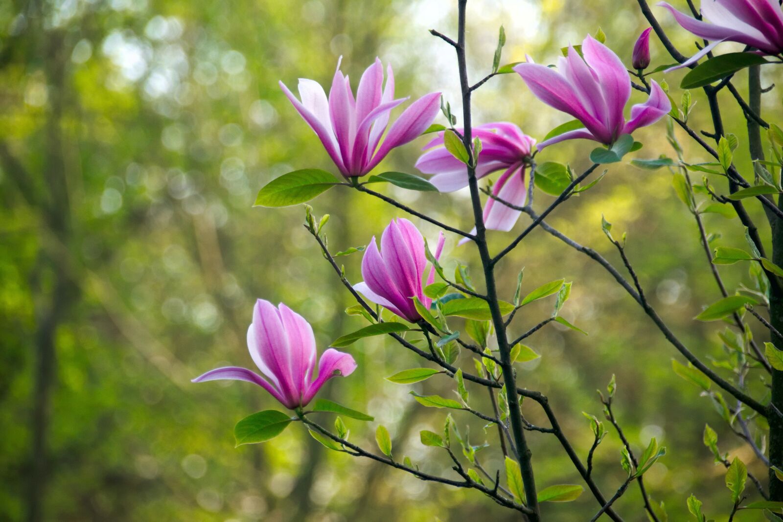 Nikon D3300 sample photo. Magnolia, flower, magnolias photography