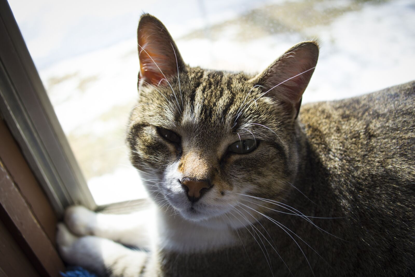 Nikon D3100 sample photo. Animal, cute, cat photography