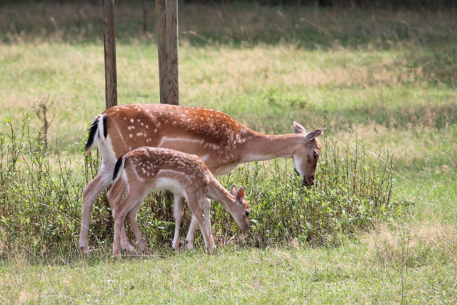 Canon EF-S 55-250mm F4-5.6 IS II sample photo. Roe deer, kitz, fallow photography