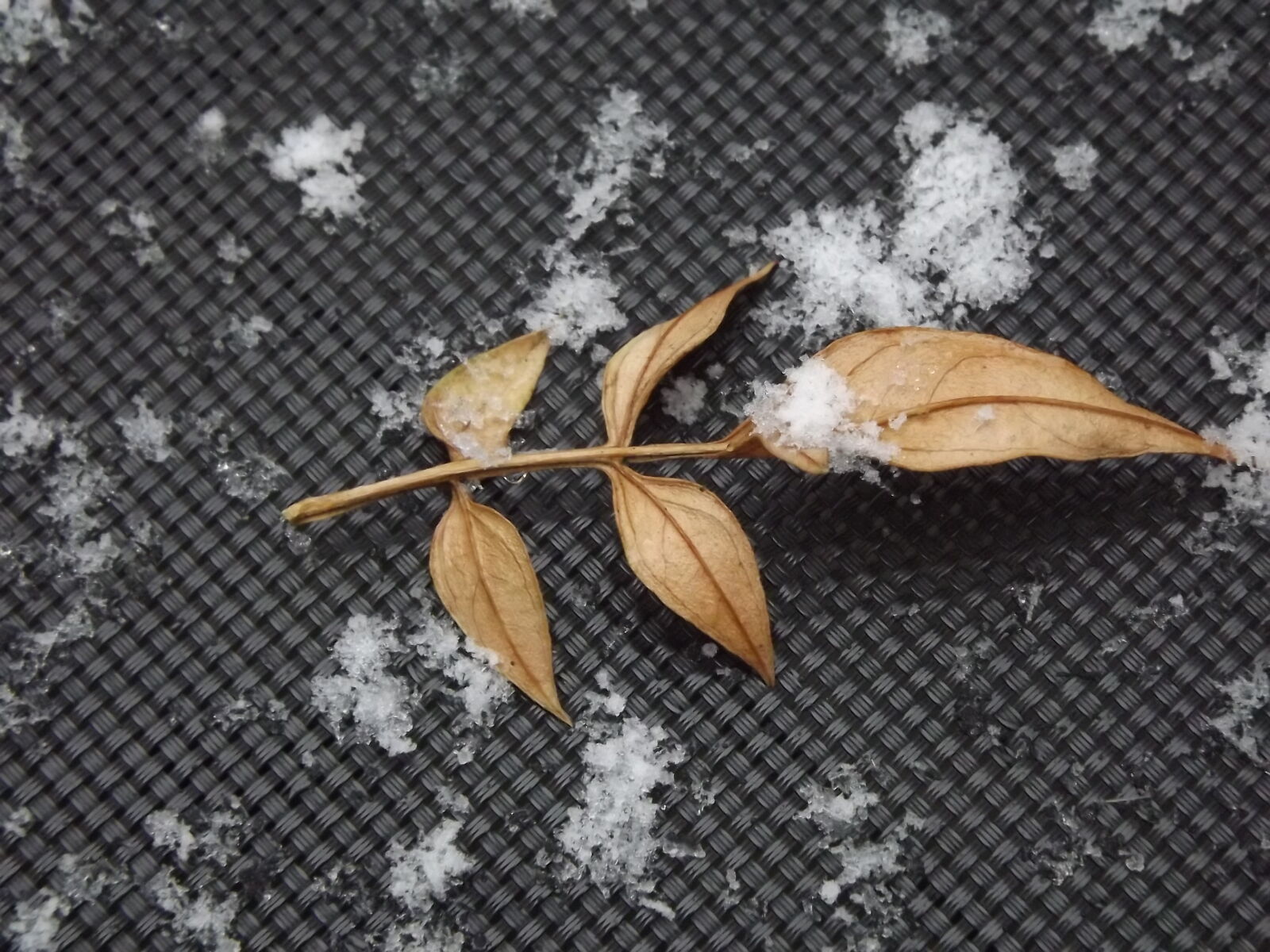 Fujifilm FinePix S3300 sample photo