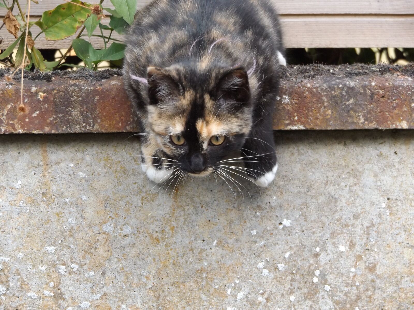 Fujifilm FinePix S8600 sample photo. Cat, eye, animal photography