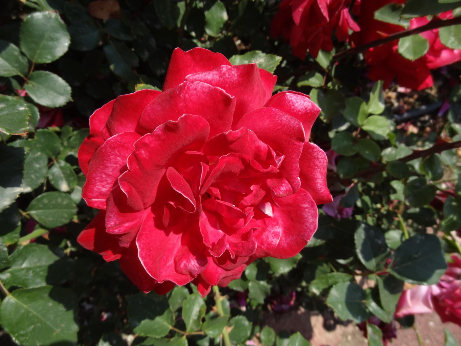 Sony Cyber-shot DSC-HX10V sample photo. Flowers, red, plant photography
