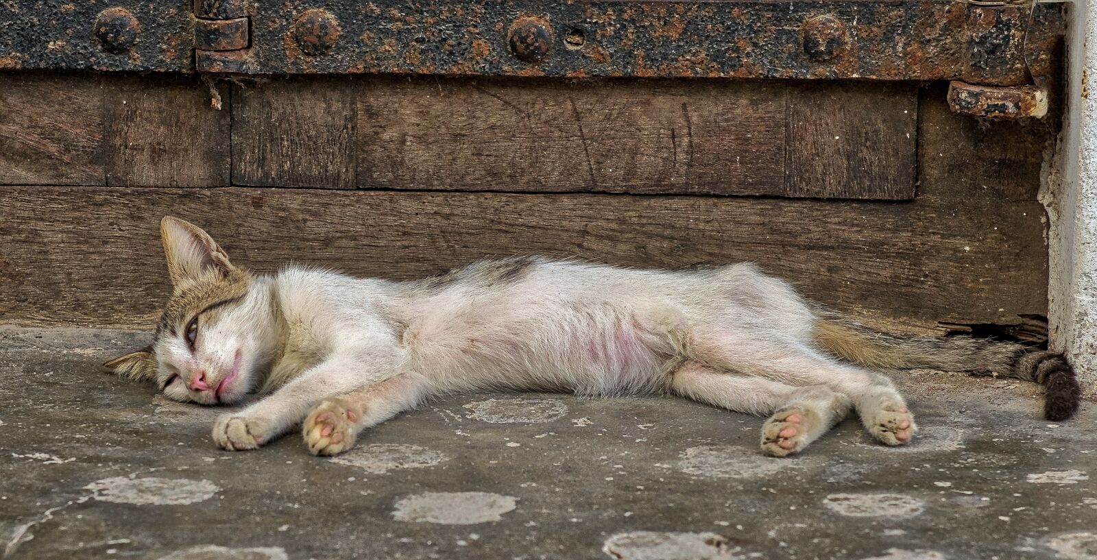 Nikon D800 sample photo. Cat, sleeping, kitten photography