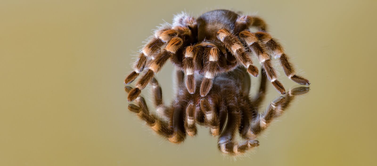 Canon EOS 5D Mark IV sample photo. Mirroring, glass, spider photography