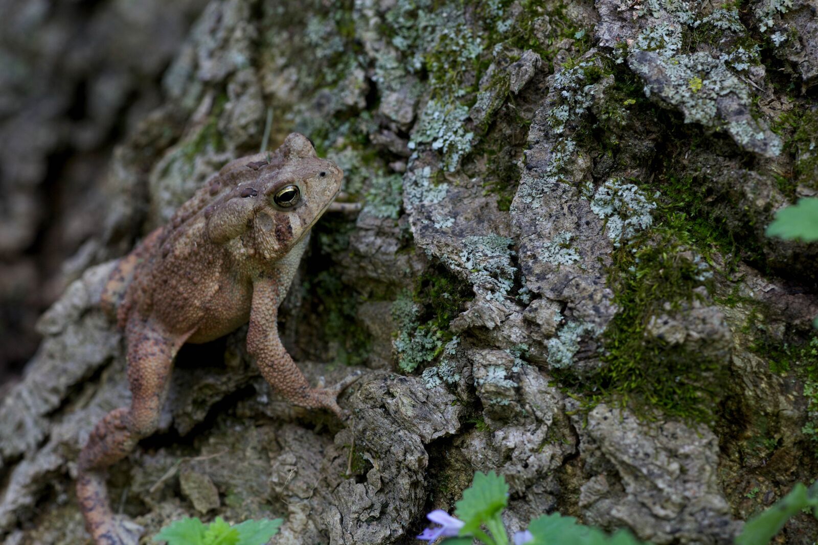 Canon EOS 5D Mark II sample photo. Frog, amphibian, american, animal photography