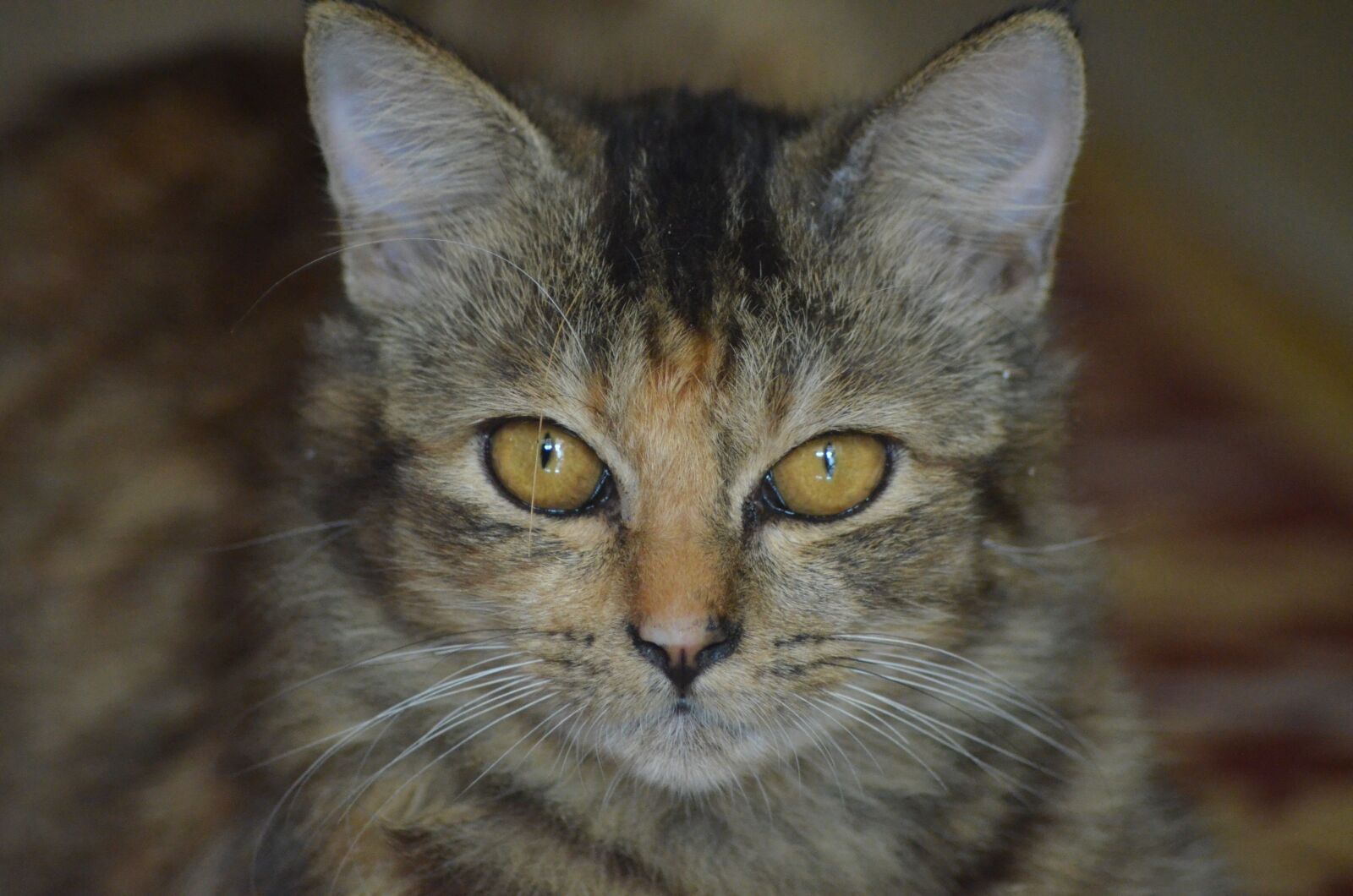 Nikon D5100 sample photo. Cat, animal, pet photography