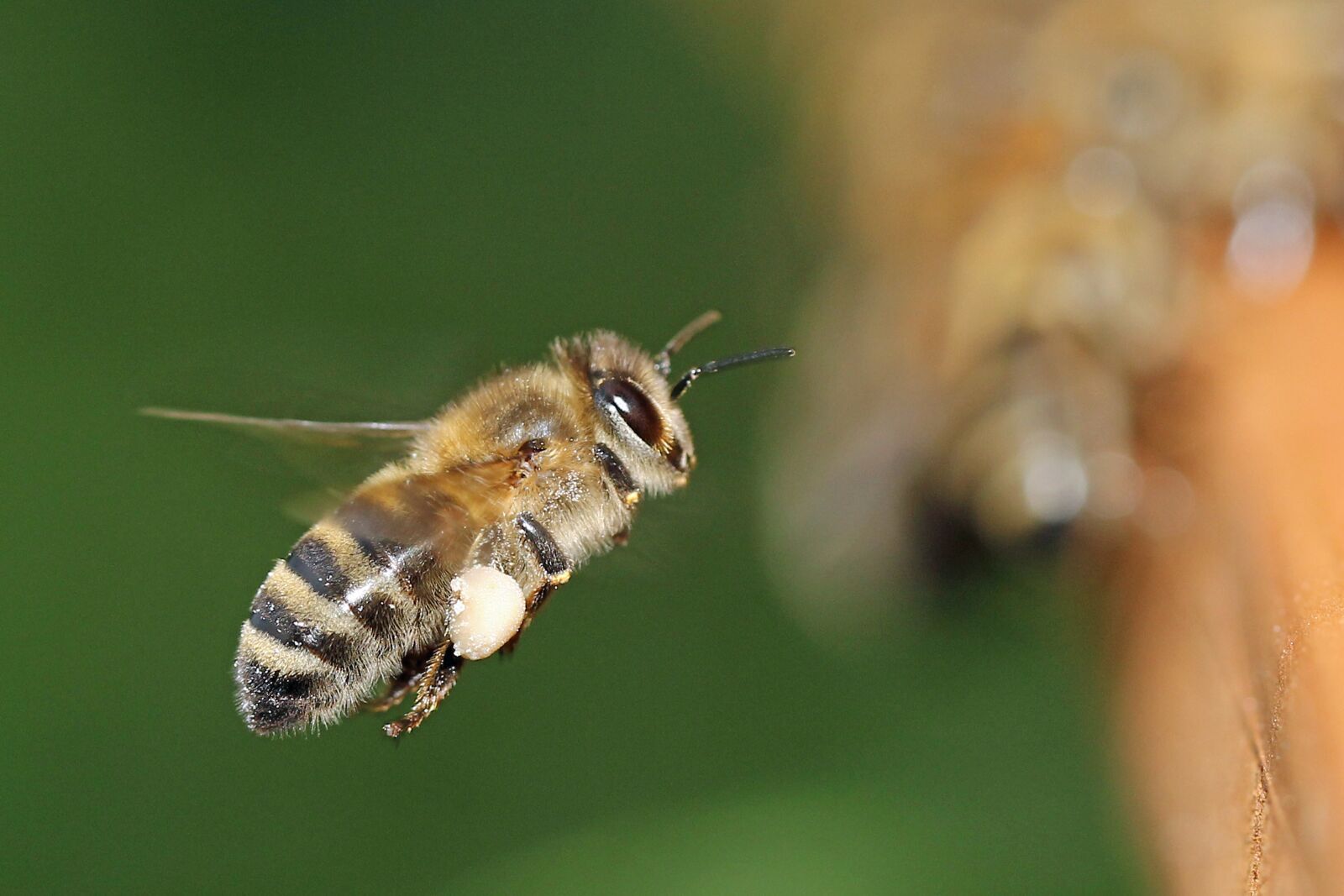 Canon EF 100mm F2.8L Macro IS USM sample photo. Bee, beehive, beekeeper photography