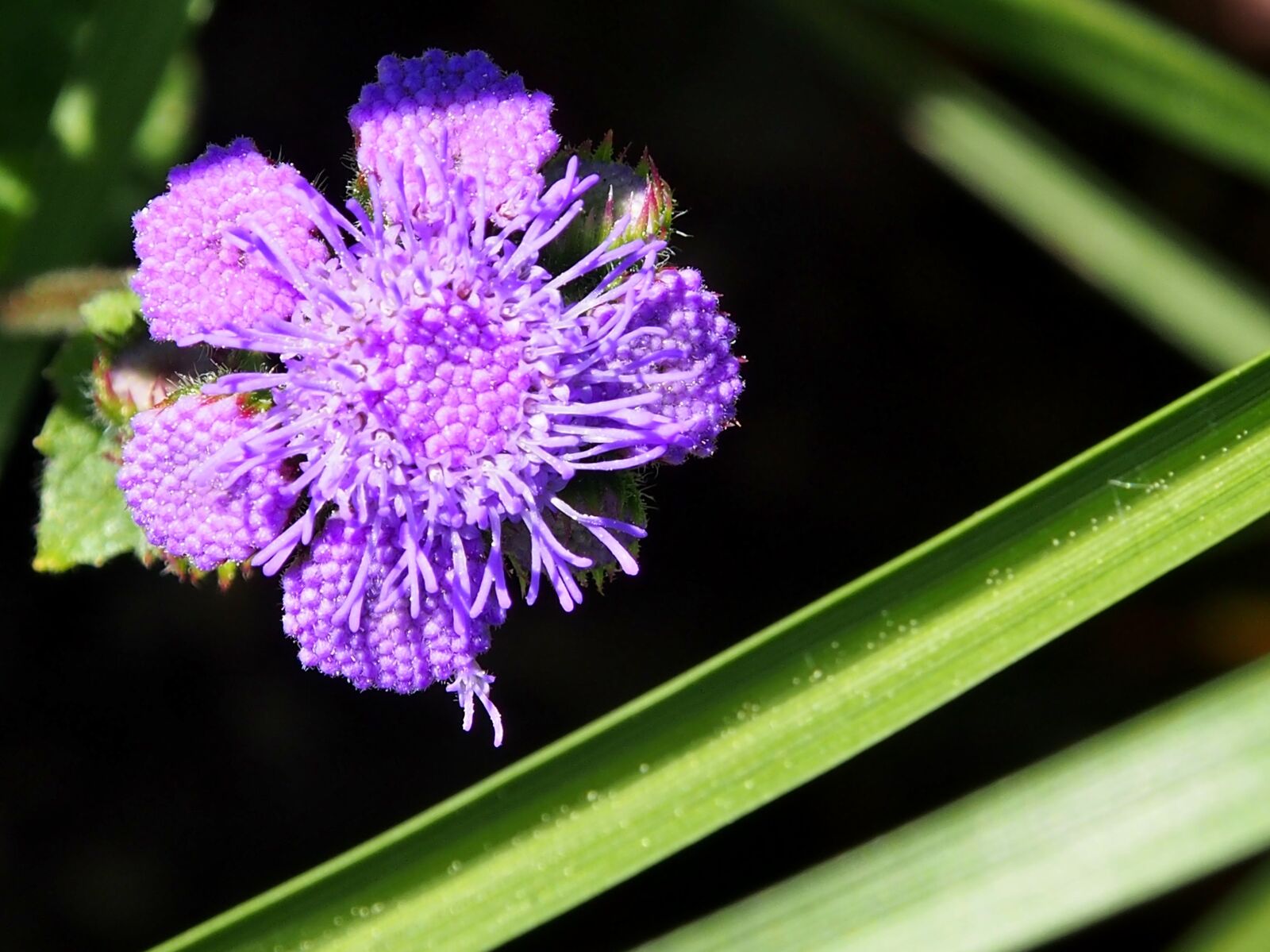 Olympus OM-D E-M5 sample photo. Purple, garden, nature photography