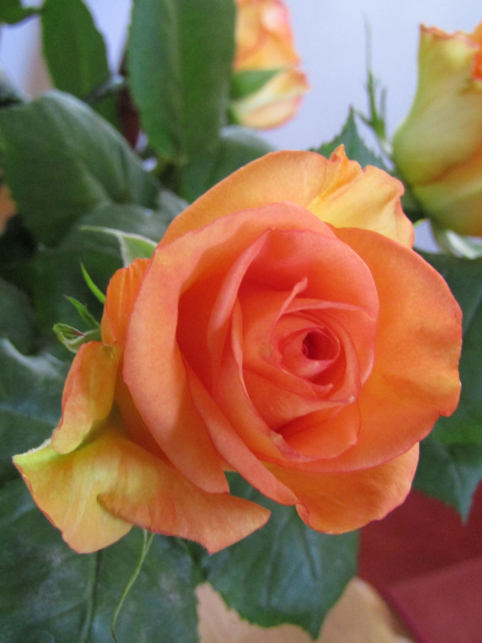 Canon POWERSHOT SX432 IS sample photo. Rose, orange, salmon color photography