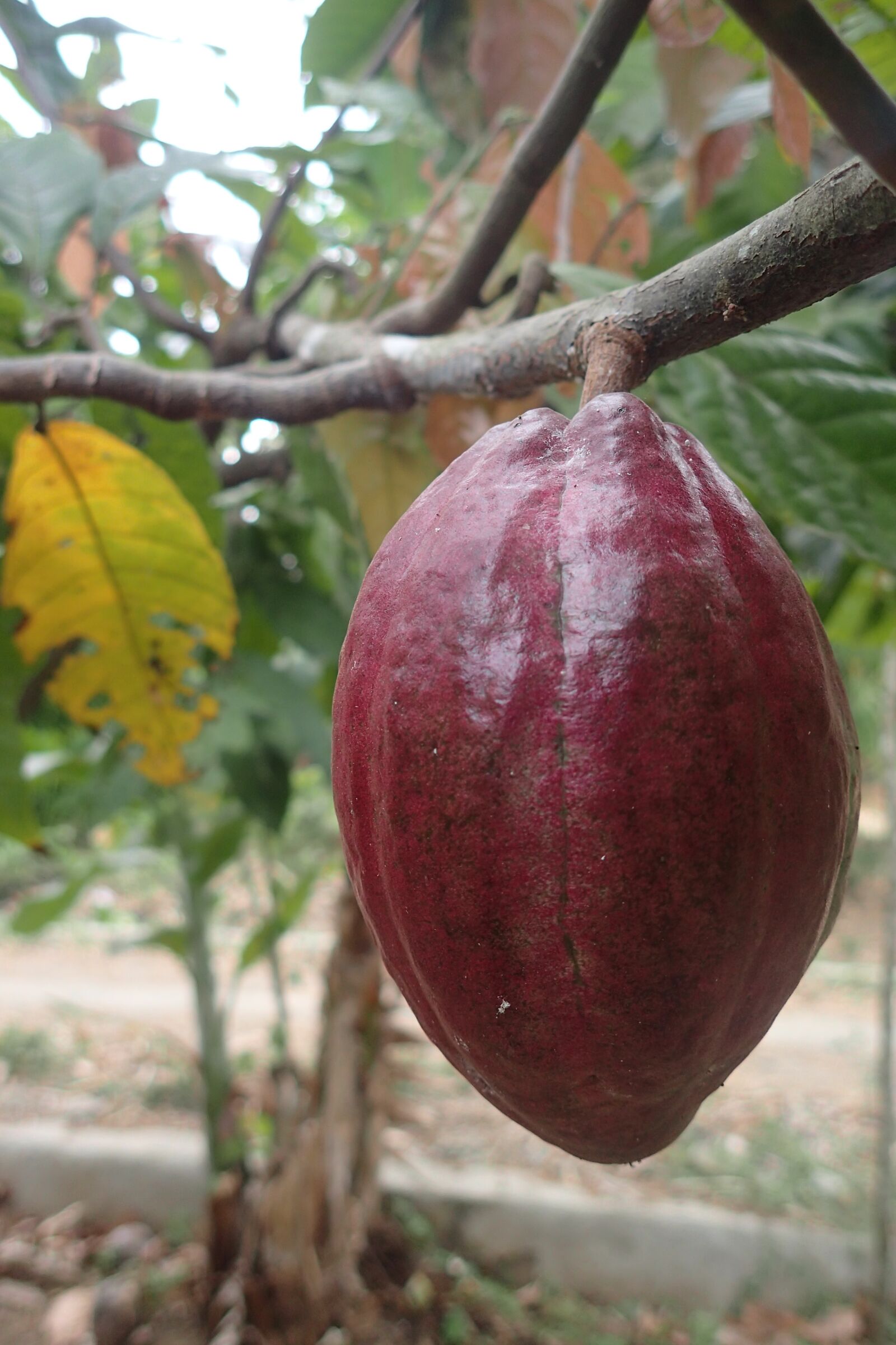 Olympus TG-3 sample photo. Cacao, tree, plant photography