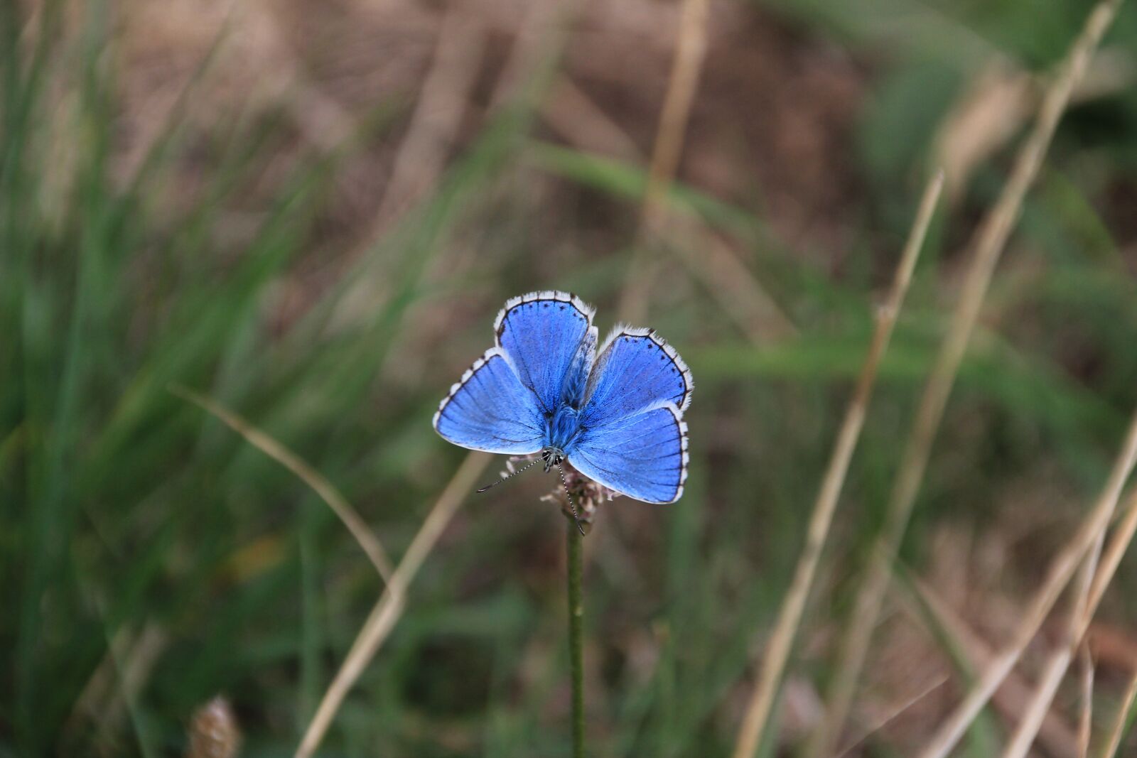 Canon EOS 600D (Rebel EOS T3i / EOS Kiss X5) sample photo. Butterfly, insect, blue photography