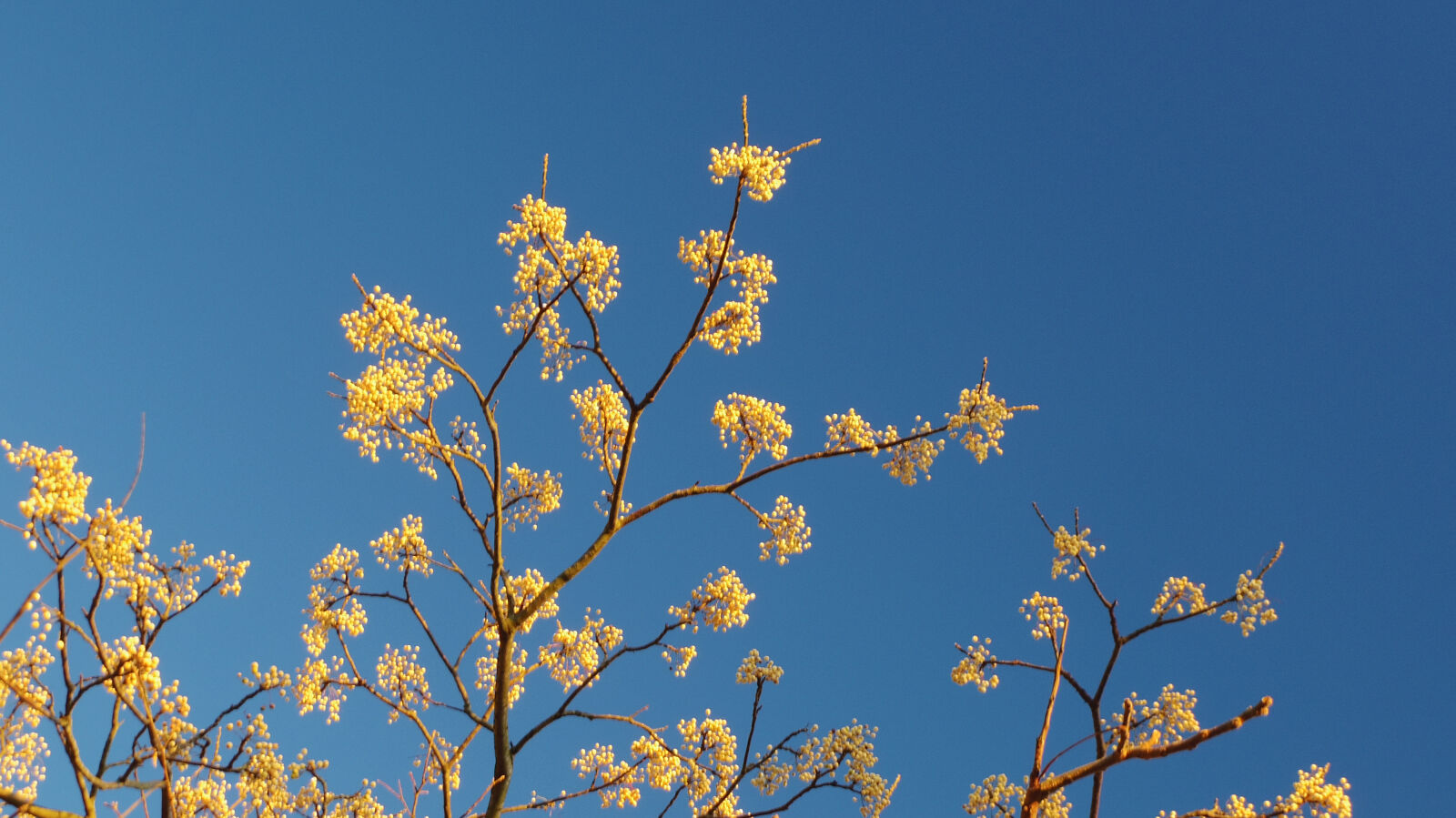 Pentax 02 Standard Zoom sample photo. Blue, nuts, sky, tree photography