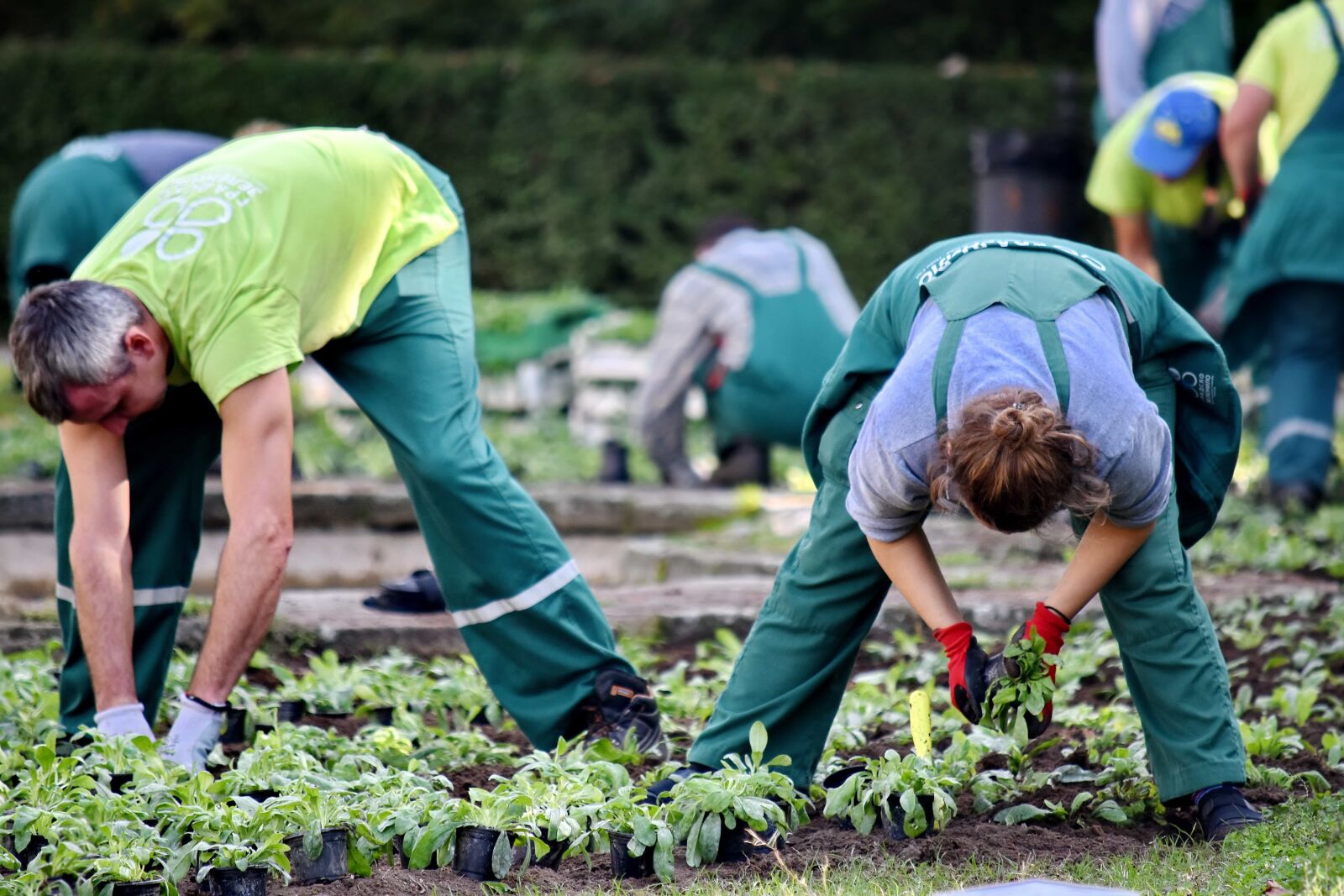 Nikon D5500 sample photo. Agriculture, gardening, greenhouse, people photography