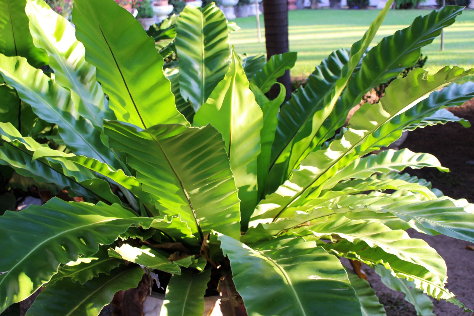 Canon EOS 700D (EOS Rebel T5i / EOS Kiss X7i) sample photo. Fern, plant, nature photography