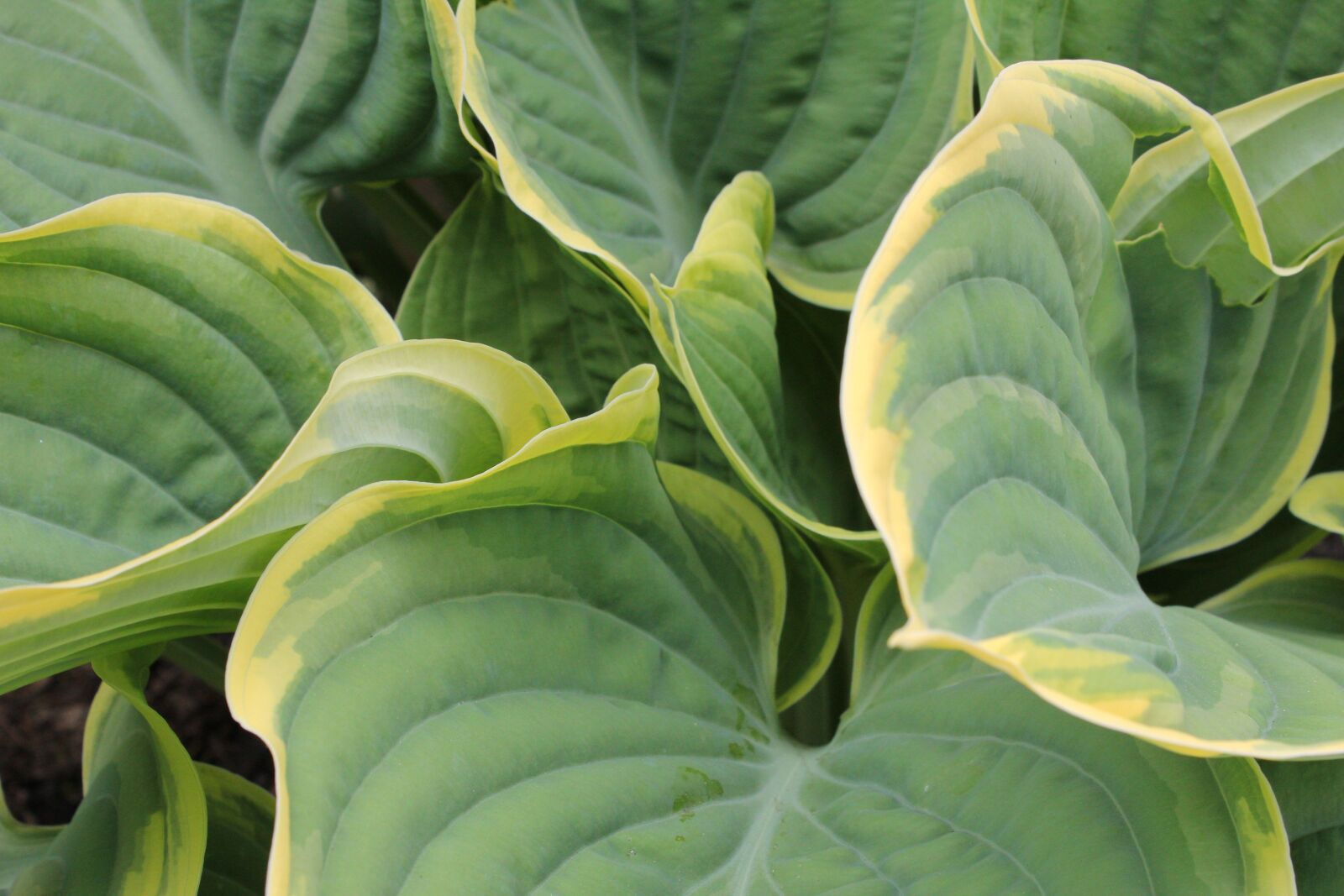 Canon EOS 550D (EOS Rebel T2i / EOS Kiss X4) sample photo. Plantain lily, hosta, leaf photography