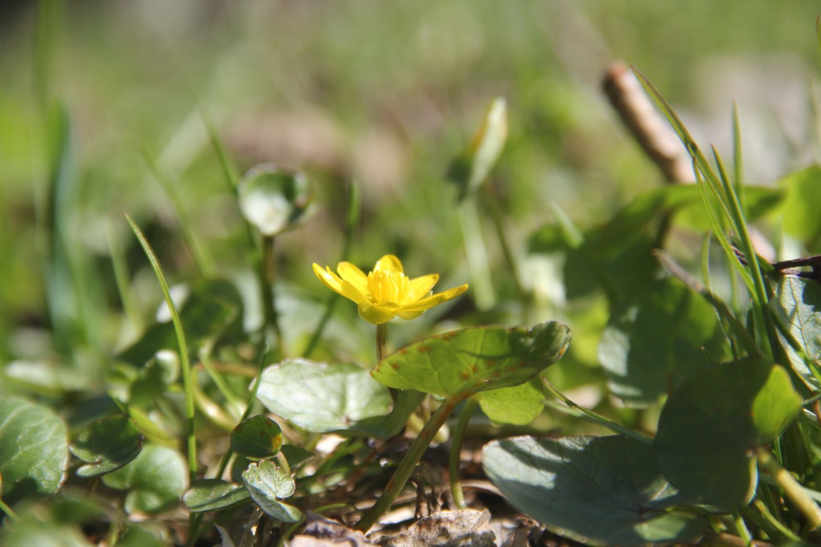 Canon EOS 550D (EOS Rebel T2i / EOS Kiss X4) sample photo. Lesser celandine, flower, close photography