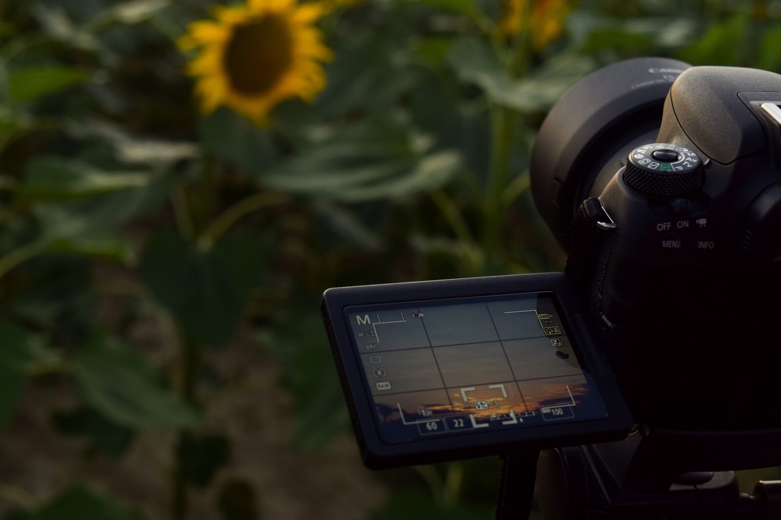 Nikon D5300 sample photo. Sunflower, sun, sunset photography