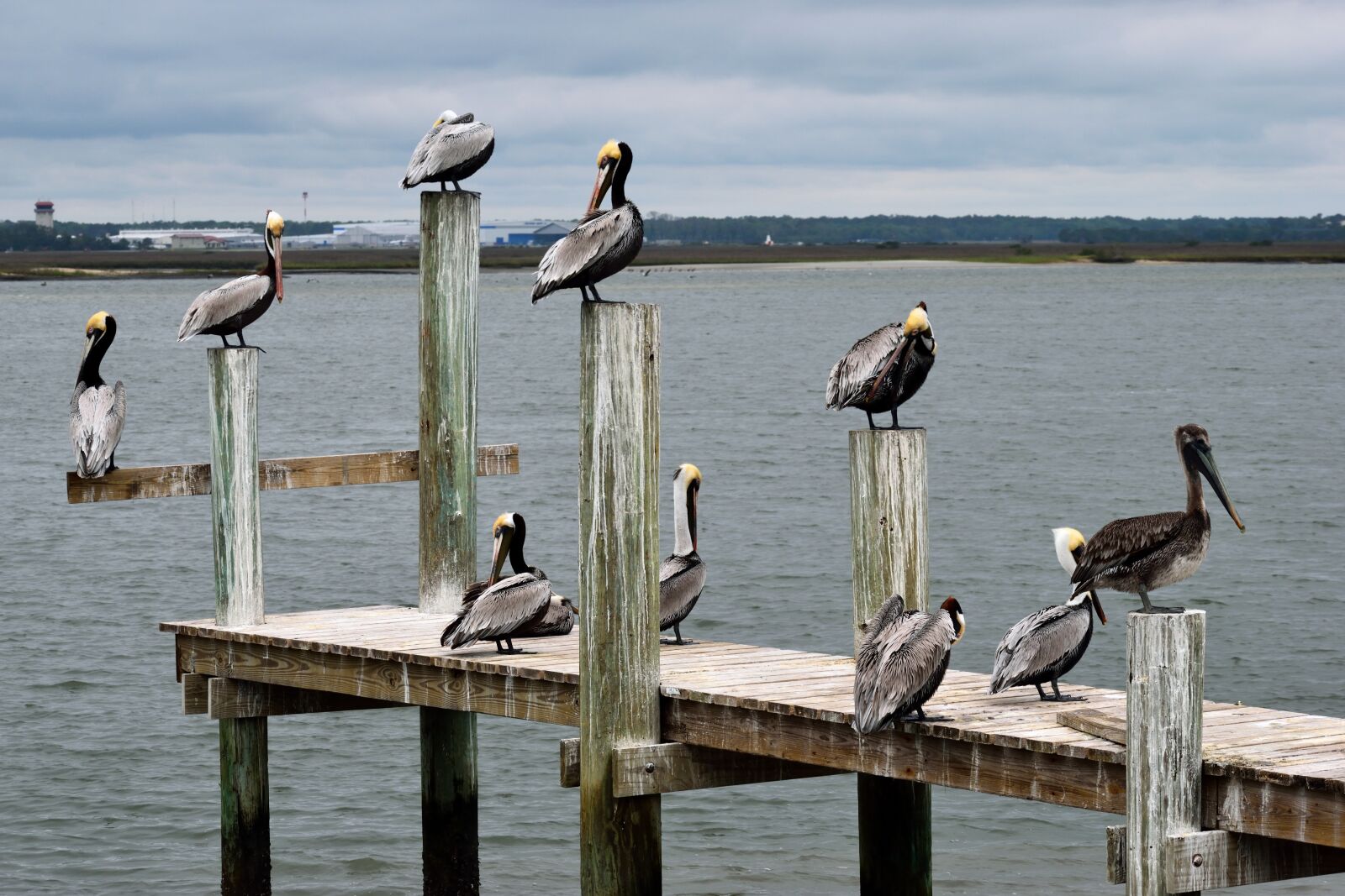 Nikon D3300 sample photo. Pelicans, birds, avian photography