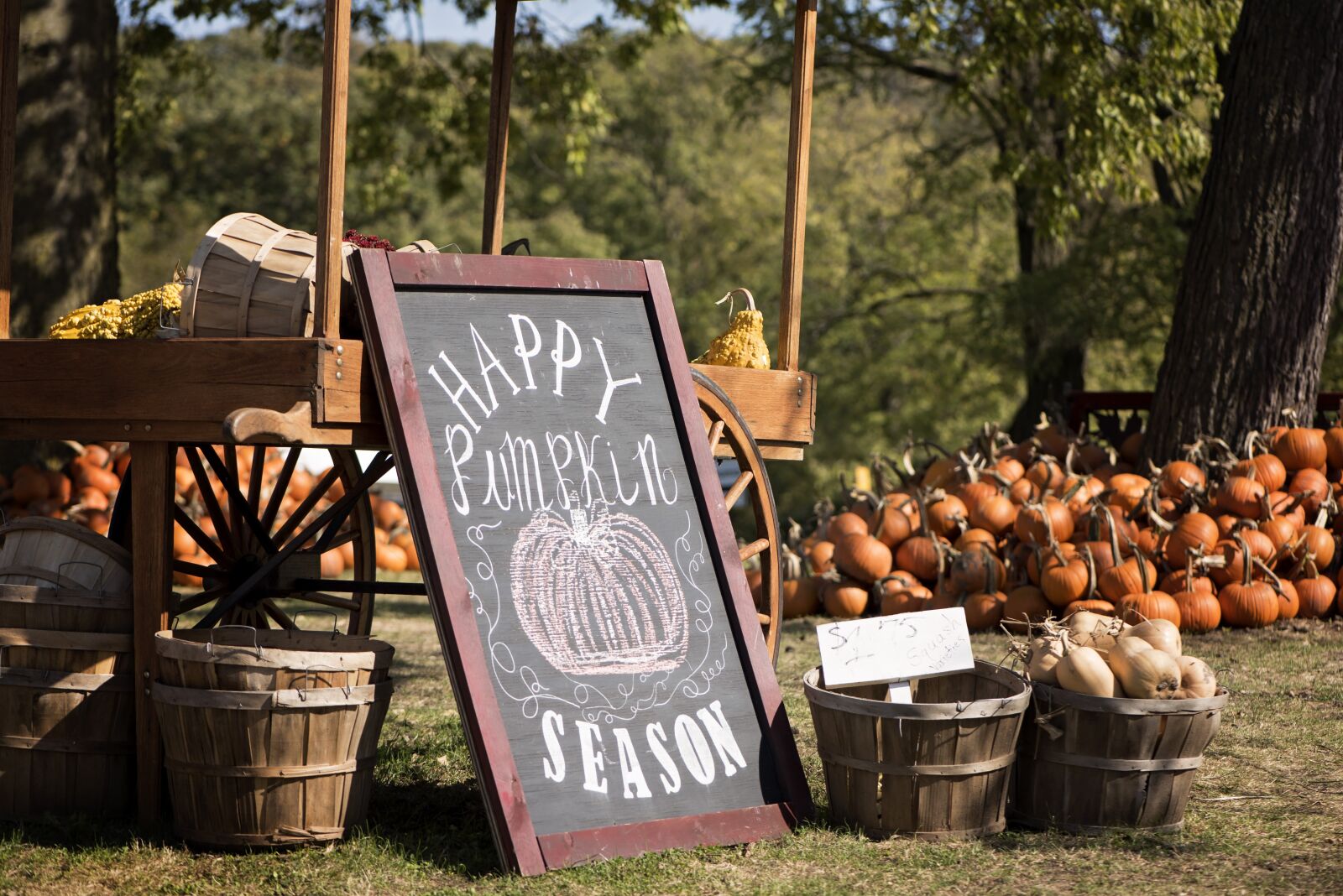 Nikon D810 sample photo. Pumpkin patch, farm, fall photography