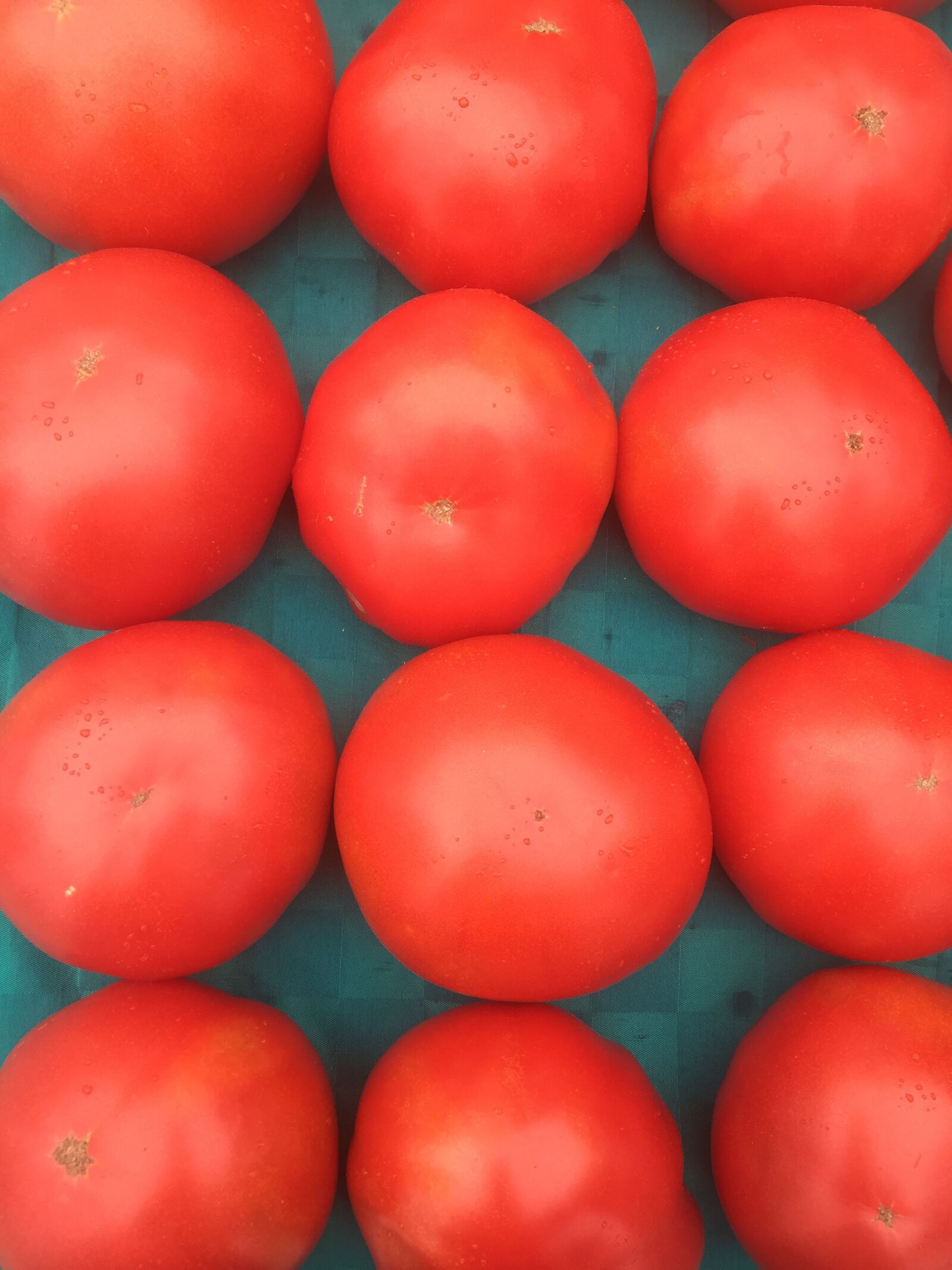 Apple iPhone 6 sample photo. Tomato, tomatoes, fresh photography