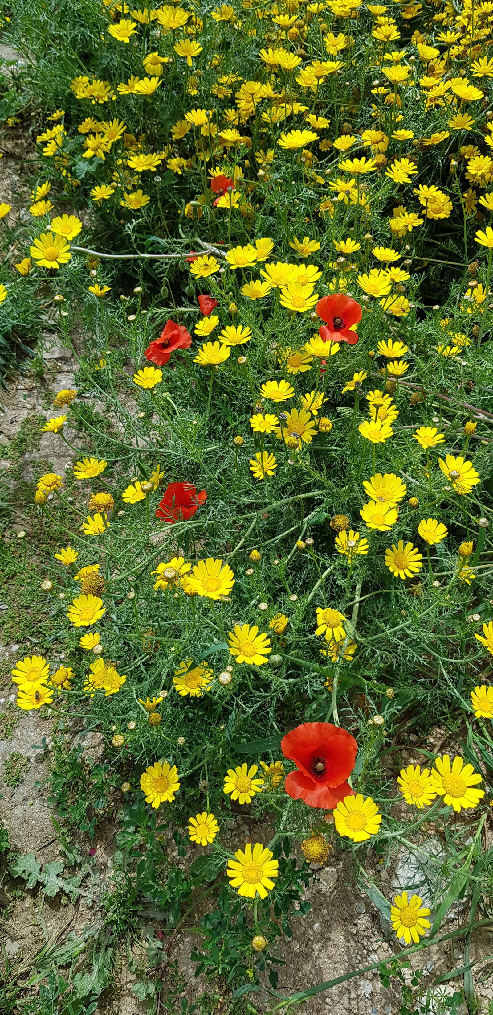 Samsung Galaxy S8 sample photo. Flowers, poppy, camomile photography