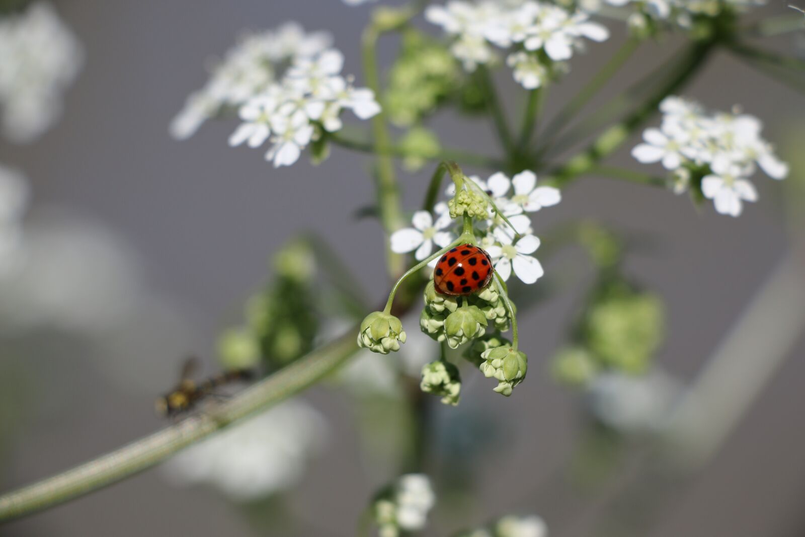 Canon EOS 70D sample photo. Ladybug, peas, flowers photography