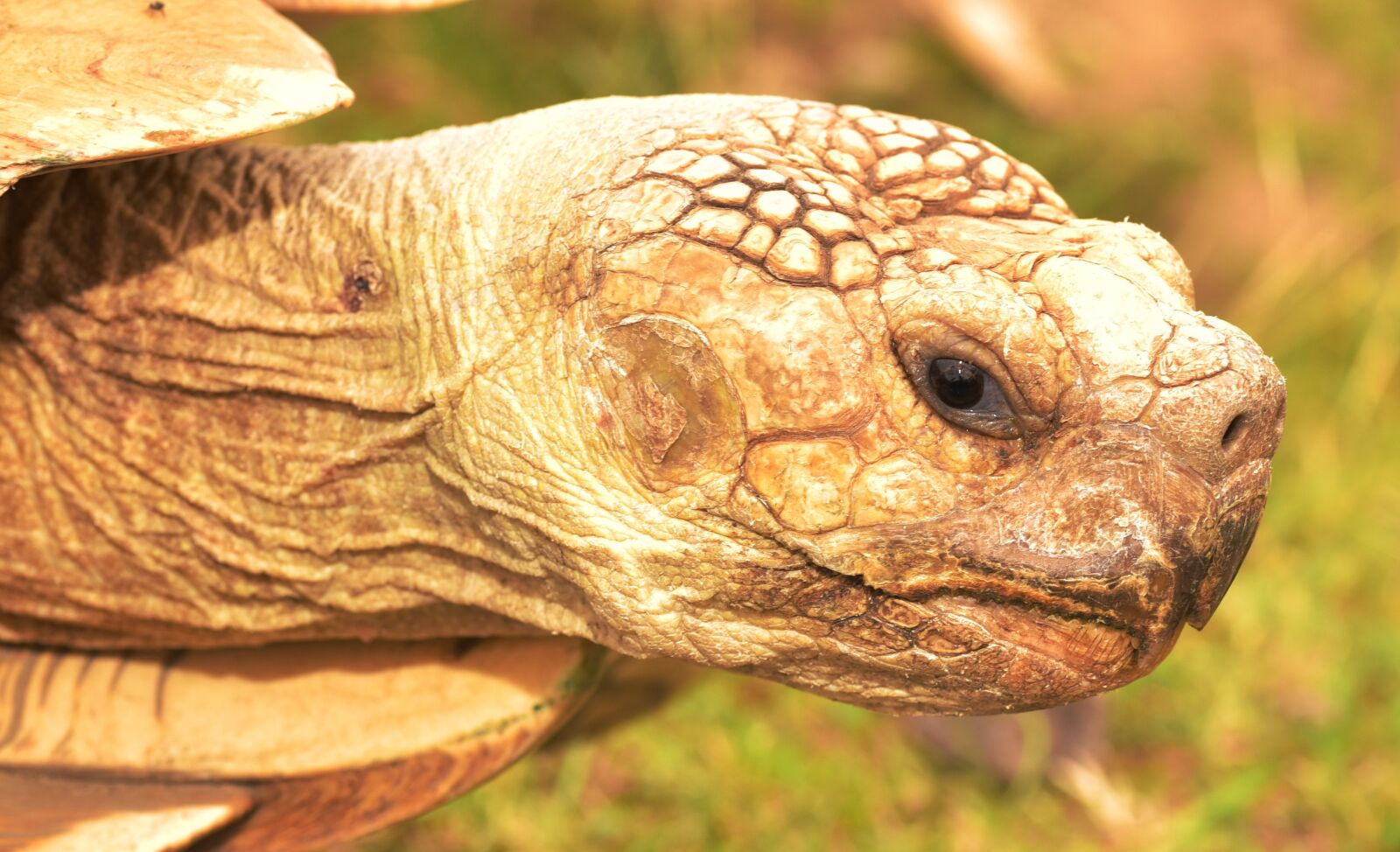 Nikon D750 sample photo. Turtle, animal, panzer photography