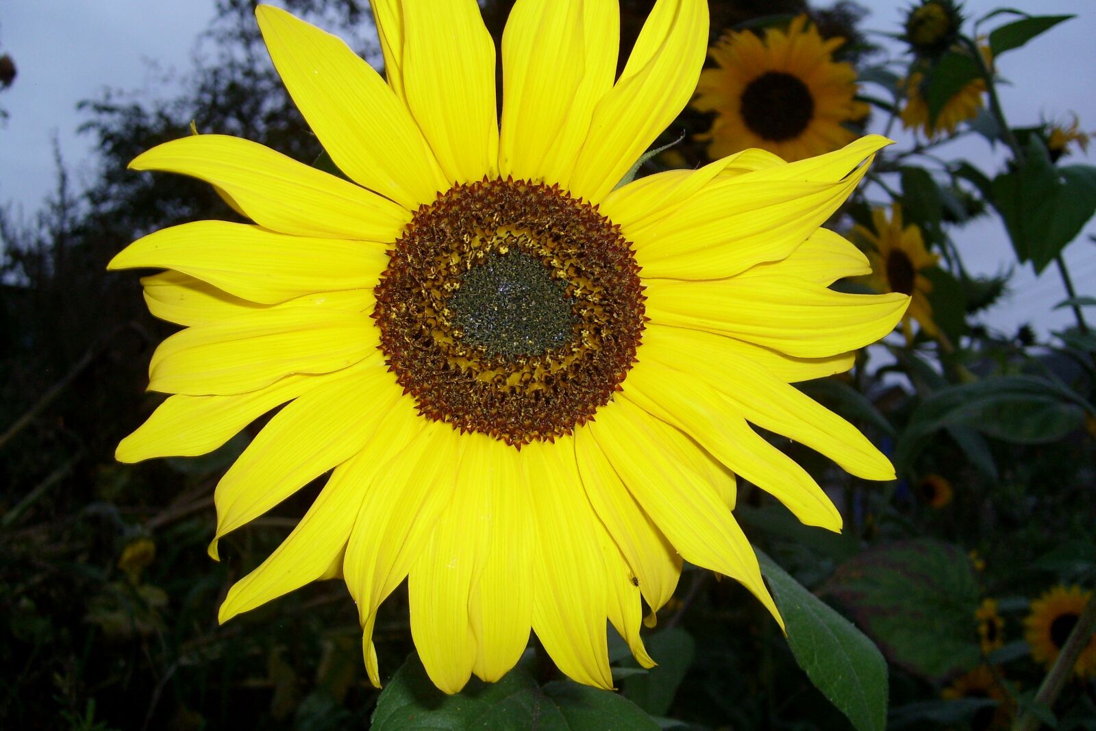 Samsung KENOX S730  / Samsung S730 sample photo. Yellow, sunflower petals, flowering photography