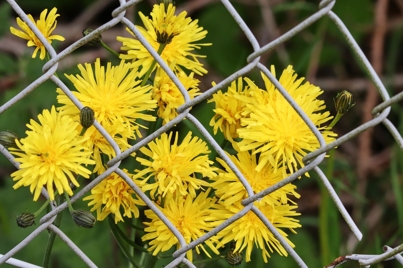 Canon EOS 200D (EOS Rebel SL2 / EOS Kiss X9) sample photo. Hawkweed, fence, wire mesh photography