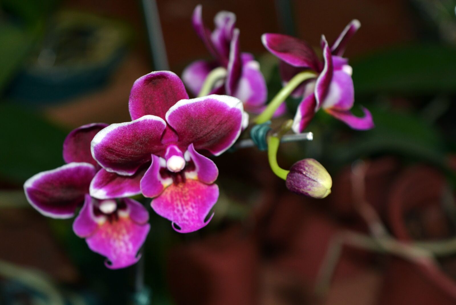 Nikon D5200 sample photo. Flower, nature, plant photography
