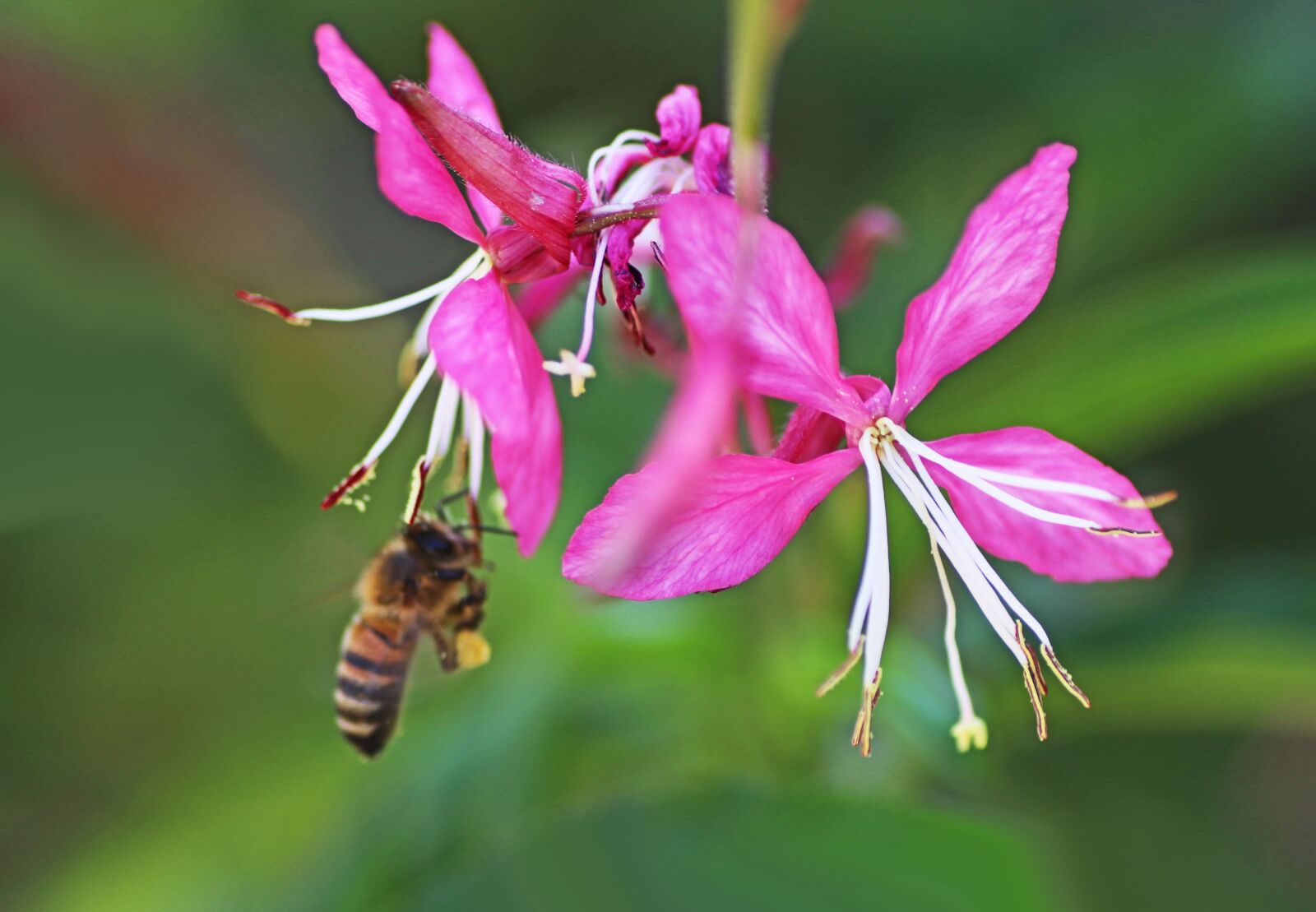 Tamron SP 90mm F2.8 Di VC USD 1:1 Macro sample photo. Bee, insect, flying photography